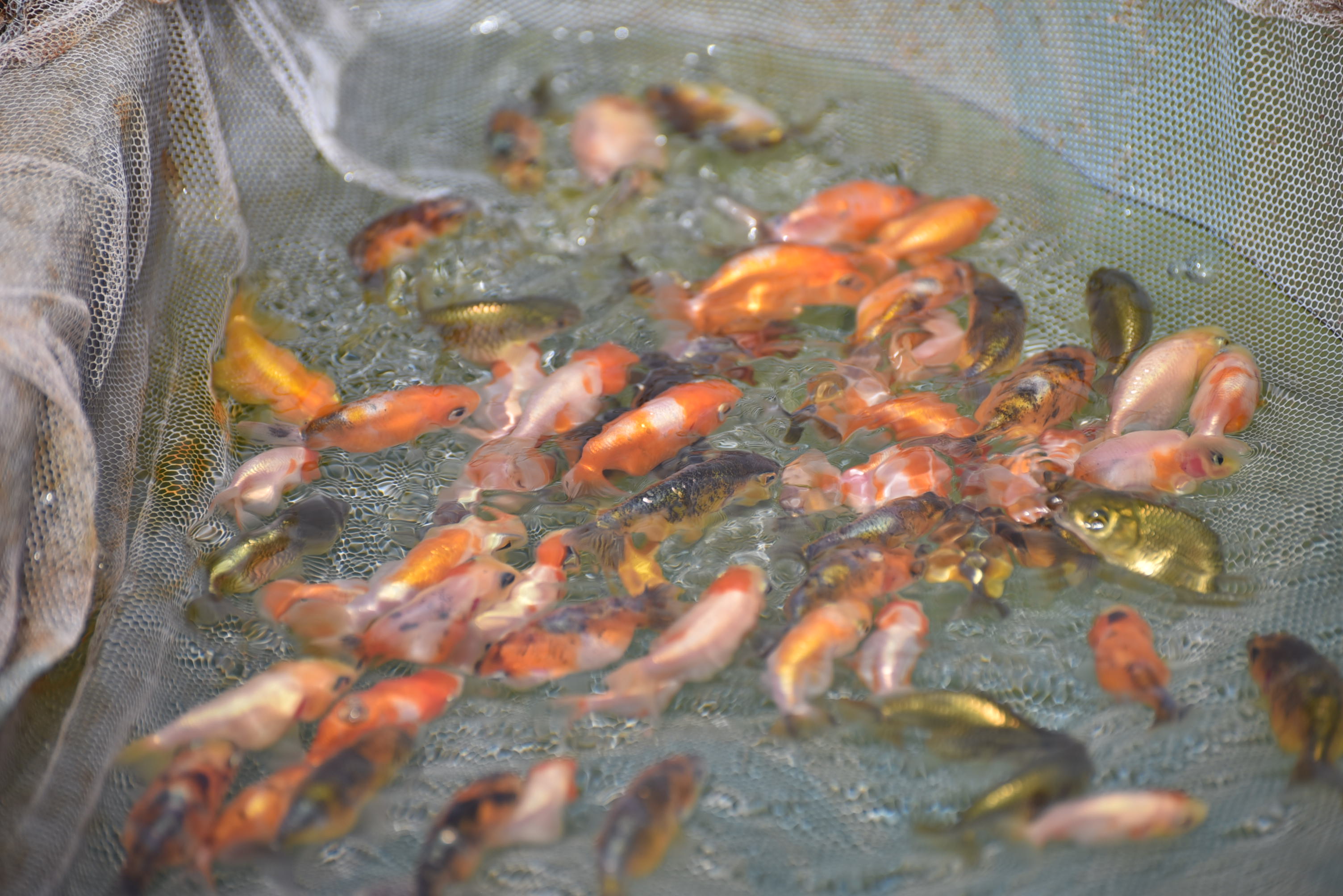 Goldfish thrive at Tran Quoc Dat’s farm in Cu Chi District, Ho Chi Minh City. Photo: Ngoc Phuong / Tuoi Tre News