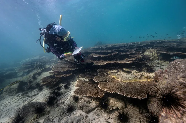 This photo taken on December 22, 2022 shows marine biologists and volunteers from Thailand's Department of Marine and Coastal Resources surveying an outbreak of yellow-band disease on coral formations off the coast of Samae San island in Sattahip district in the coastal Thai province of Chonburi. Photo: AFP
