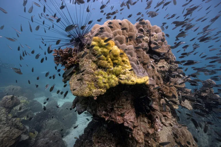 'It just dies': Yellow-band disease ravages Thailand's coral reefs