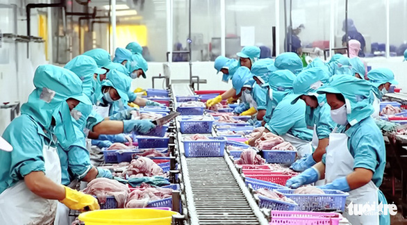 Tra fish is processed for export in Vietnam’s Mekong Delta. Photo: Chi Quoc / Tuoi Tre