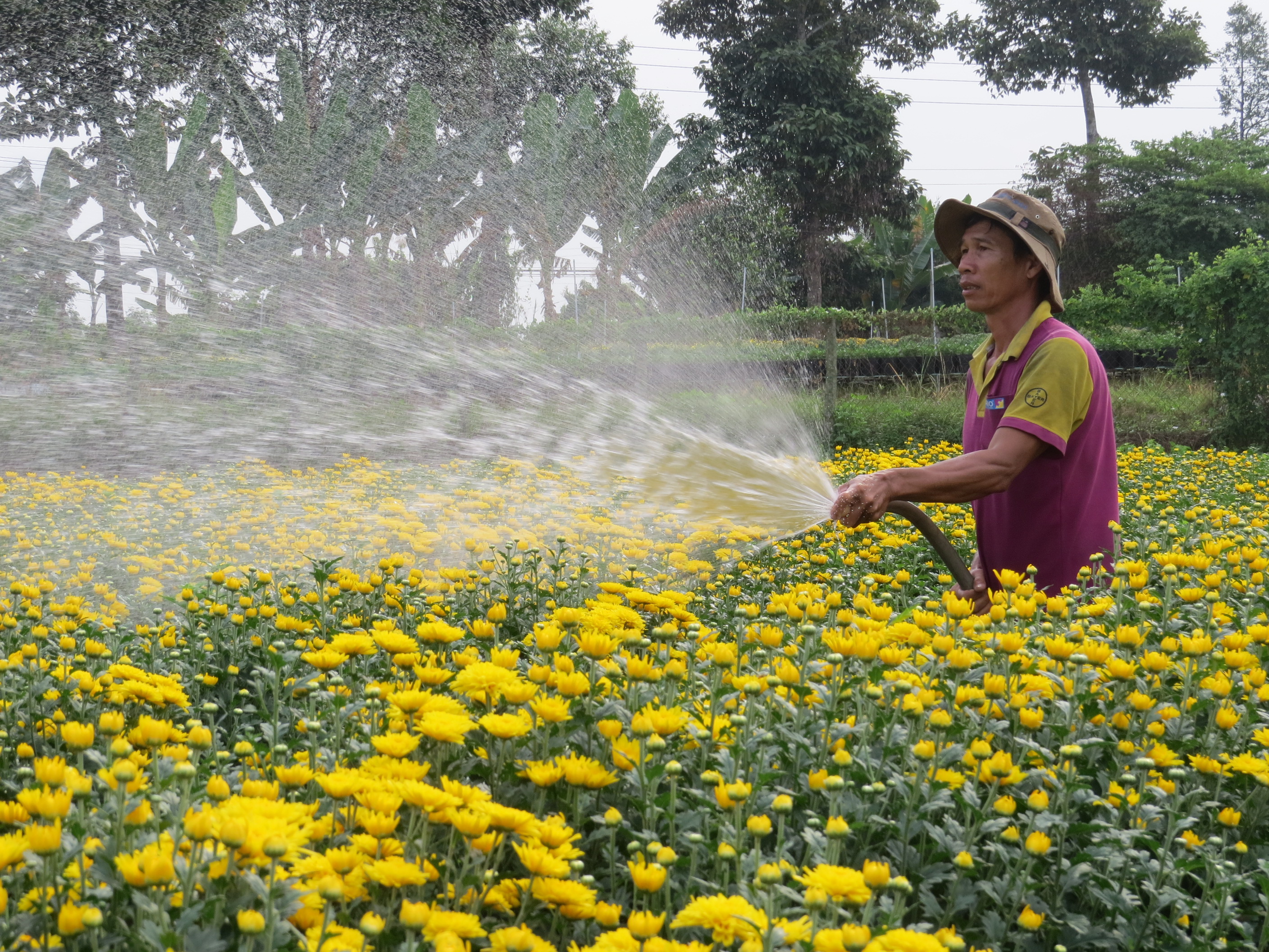 A farmer works on a flower field in Sa Dec Flower Village, Sa Dec City, Dong Thap Province, Vietnam, December 2022. Photo: Tong Doanh / Tuoi Tre