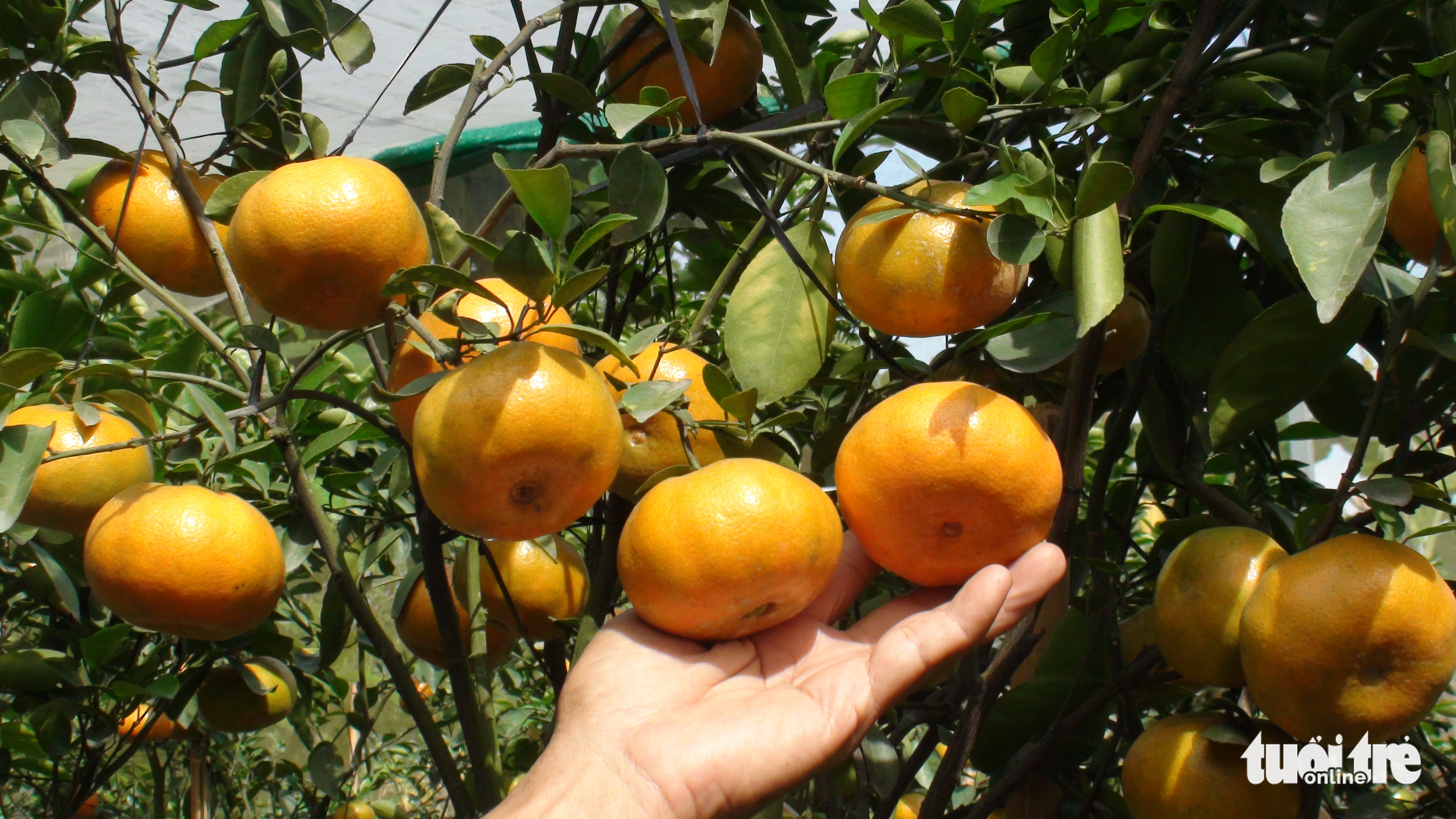 Mandarin oranges in Lai Vung District, Dong Thap Province, Vietnam. Photo: Dang Tuyet / Tuoi Tre