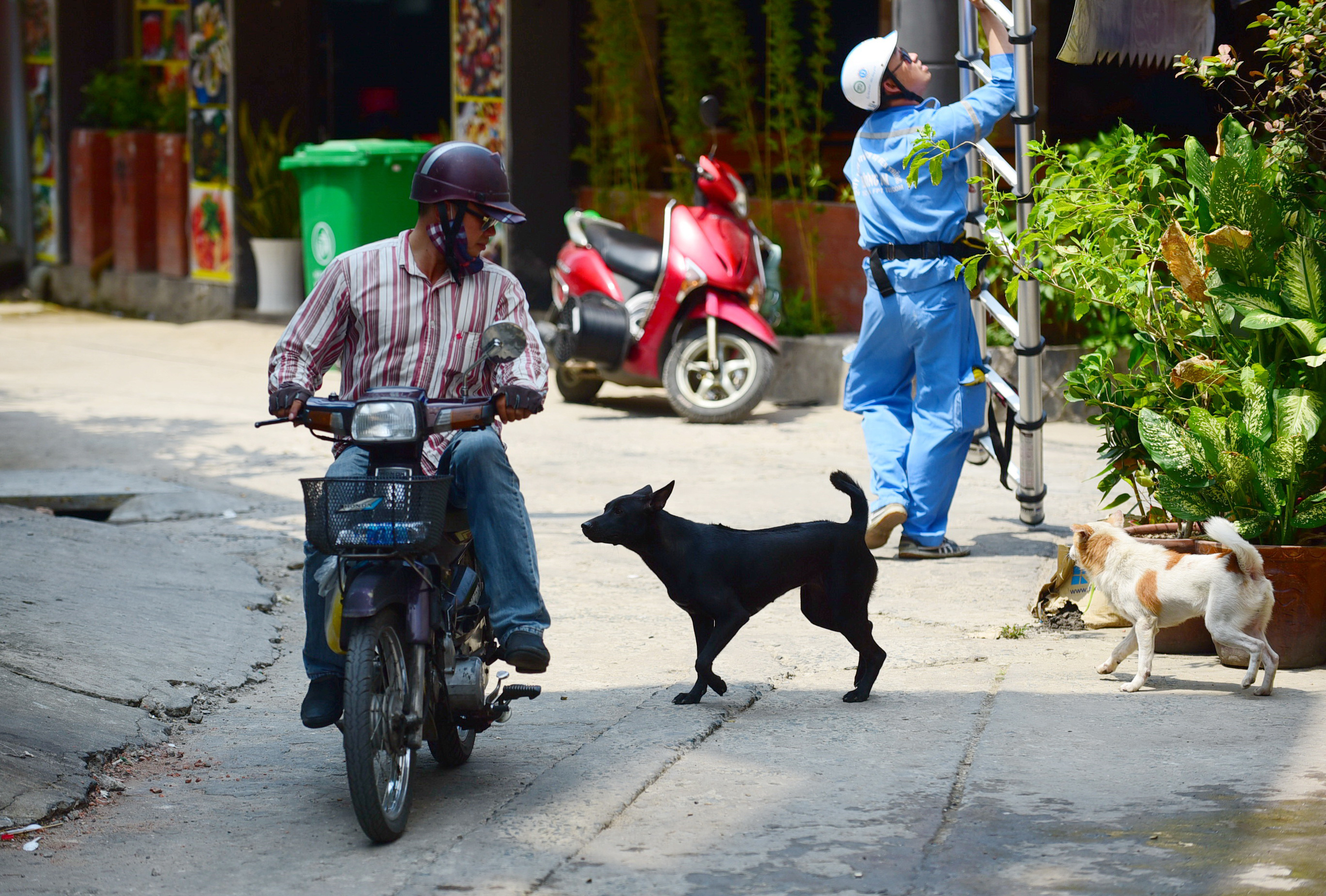Northern Vietnamese man suffers from incurable rabies after dog bite