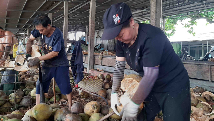 Lung Van Nhan (left) and Ly remove coconut husks using sharp blades. Photo: Hung Anh / Tuoi Tre