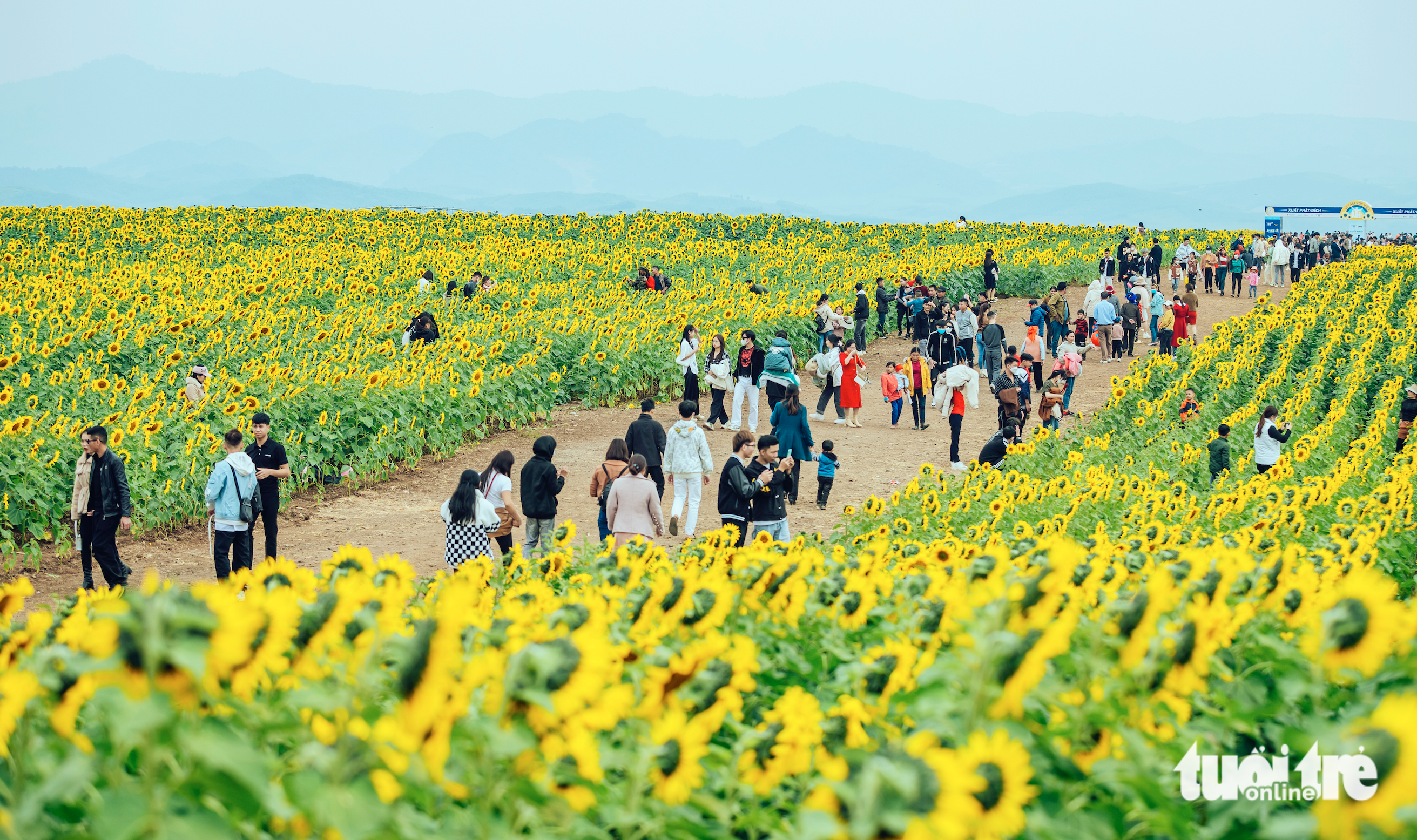 People visit the sunflower field in Nghe An Province, Vietnam, January 2, 2022. Photo: Rang Dong / Tuoi Tre