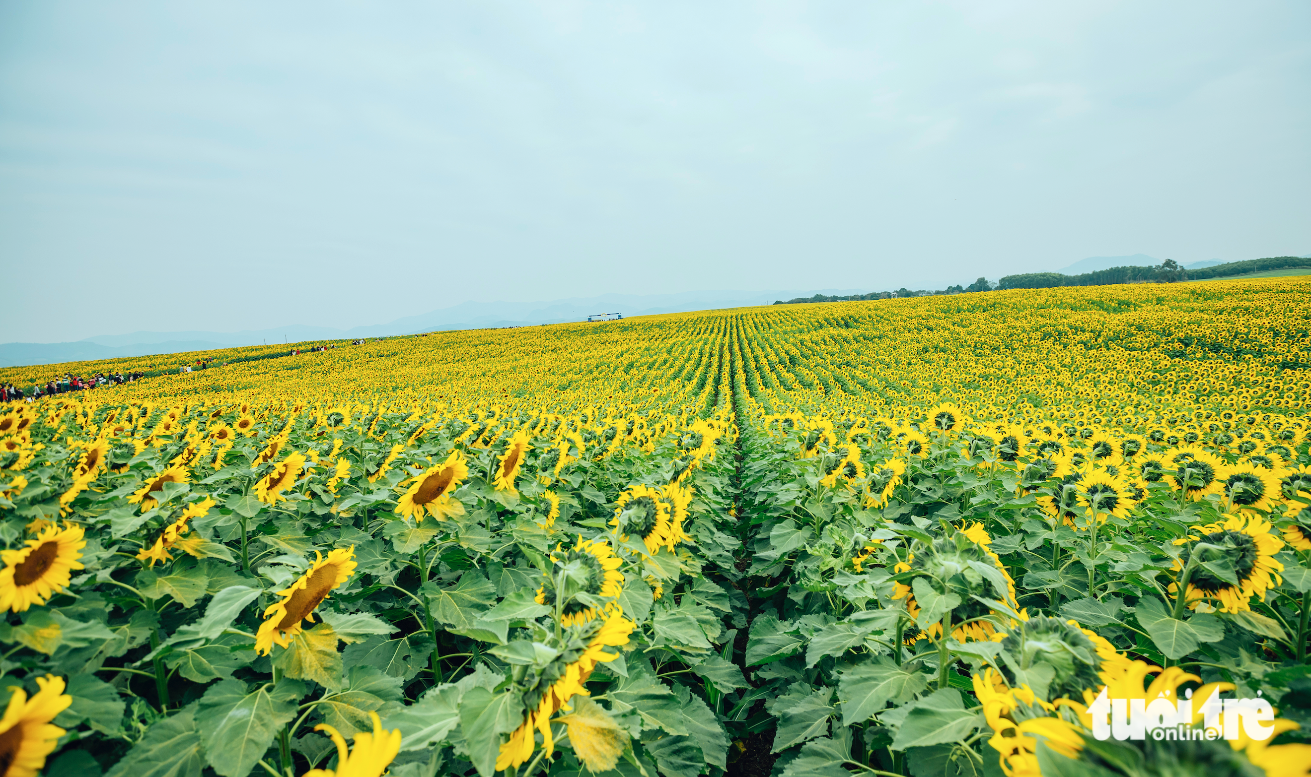 A blossoming sunflower field in Nghia Dan District, Nghe An Province, Vietnam. Photo: Rang Dong / Tuoi Tre
