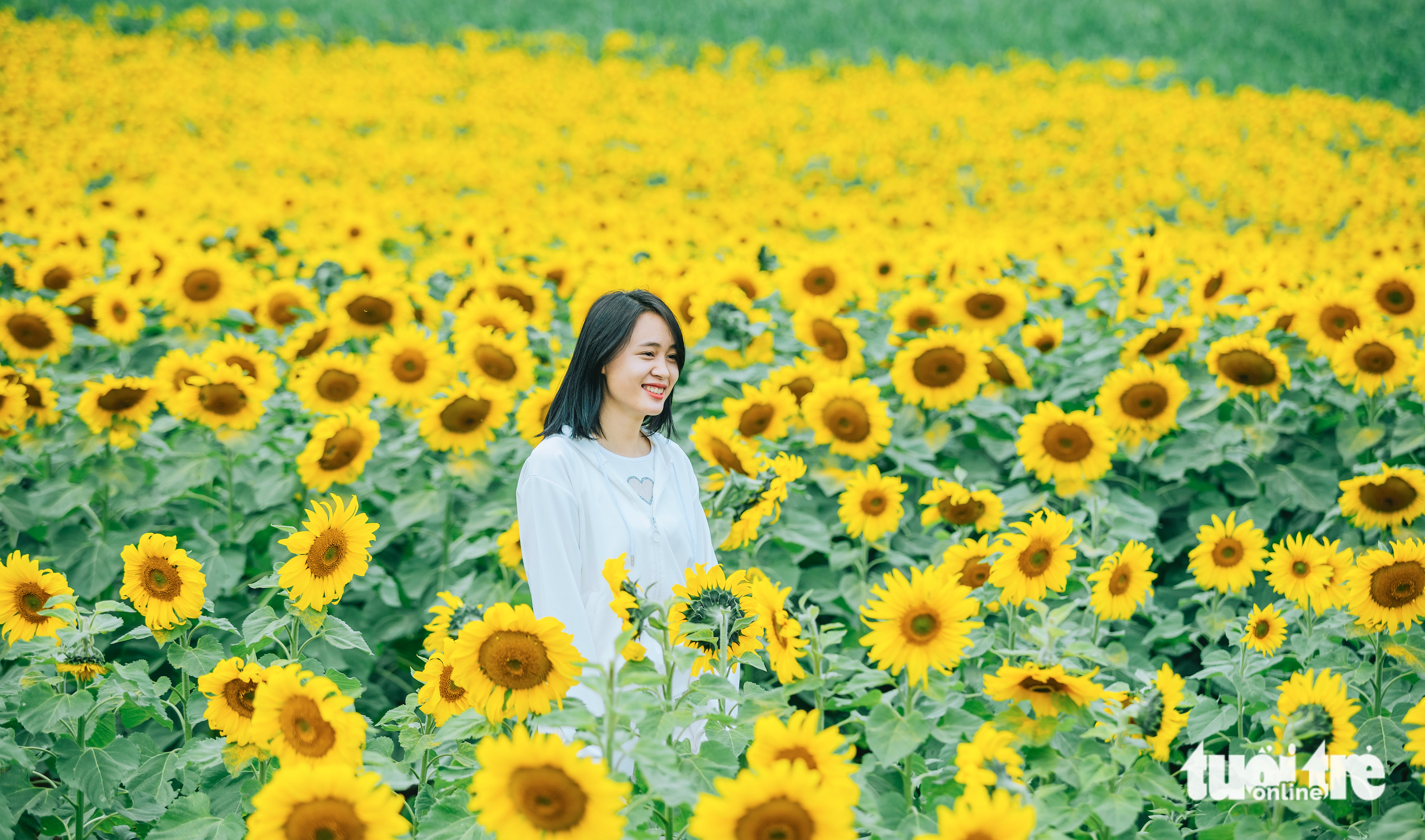 A woman poses with sunflowers in Nghe An Province, Vietnam, January 2, 2022. Photo: Rang Dong / Tuoi Tre