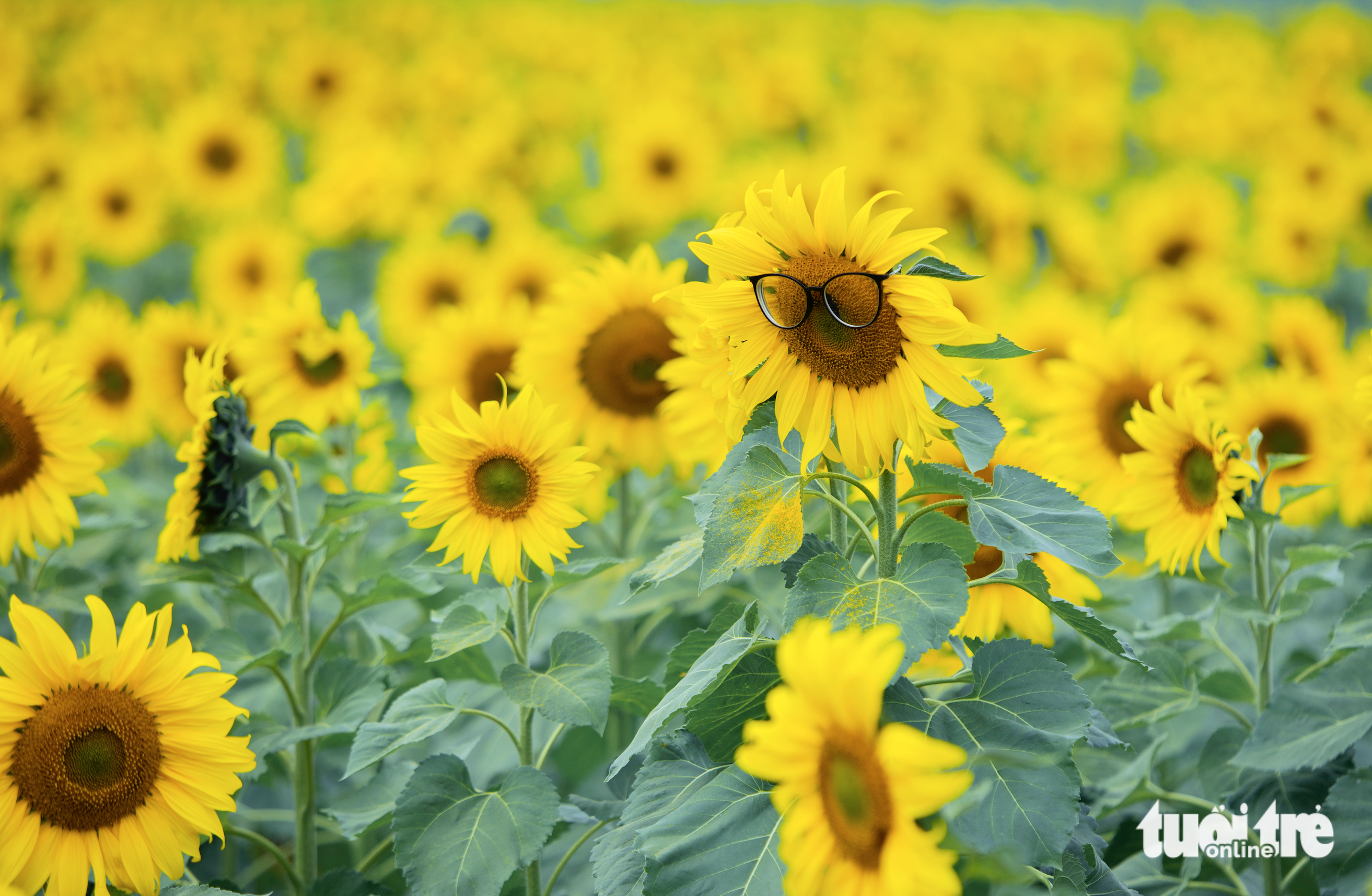 A blossoming sunflower field in Nghia Dan District, Nghe An Province, Vietnam. Photo: Rang Dong / Tuoi Tre