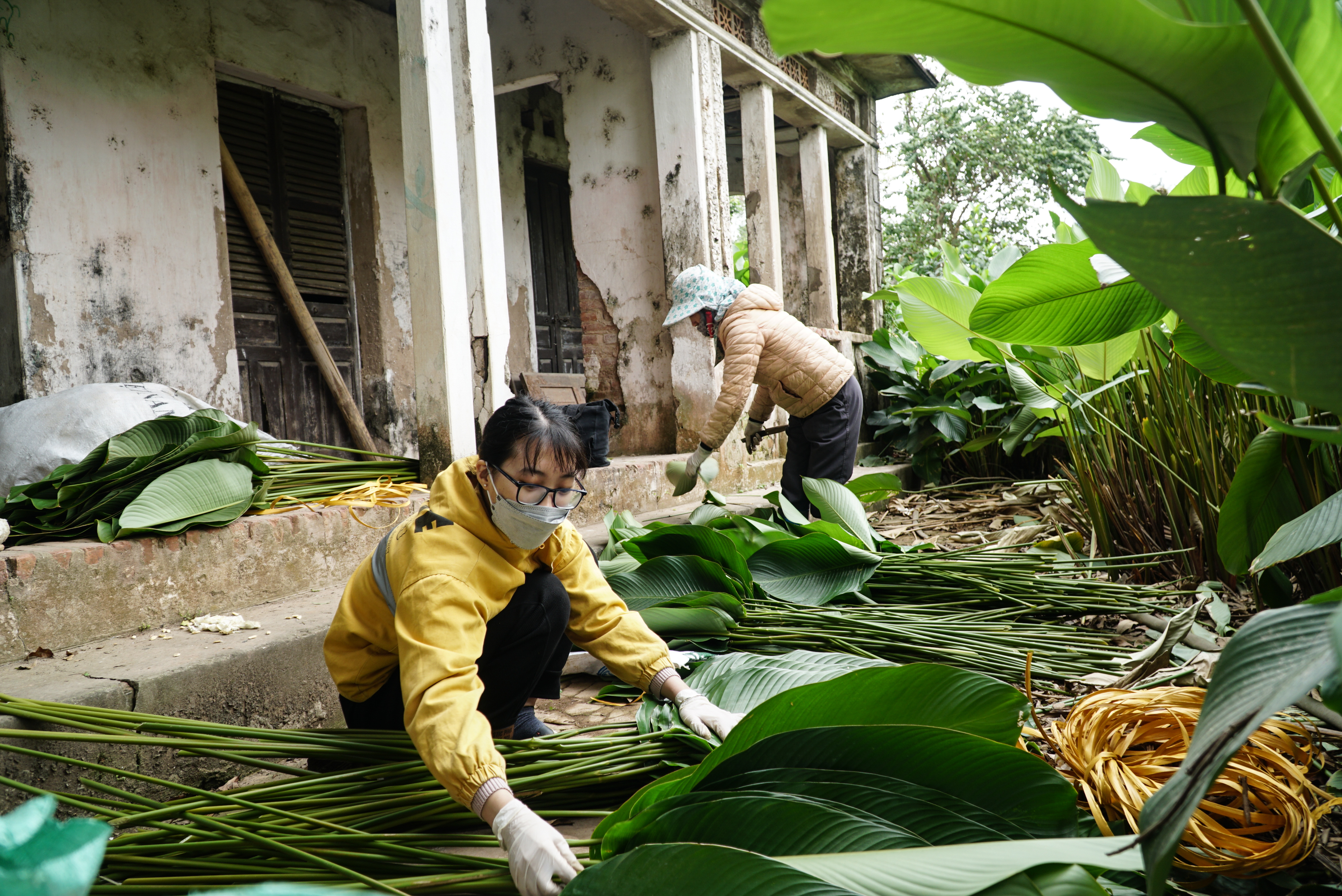 Nguyen Hien arranges ‘dong’ leaves by size at her house’s yard in Trang Cat Village, Thanh Oai District, Hanoi. Photo: Nguyen Hien / Tuoi Tre