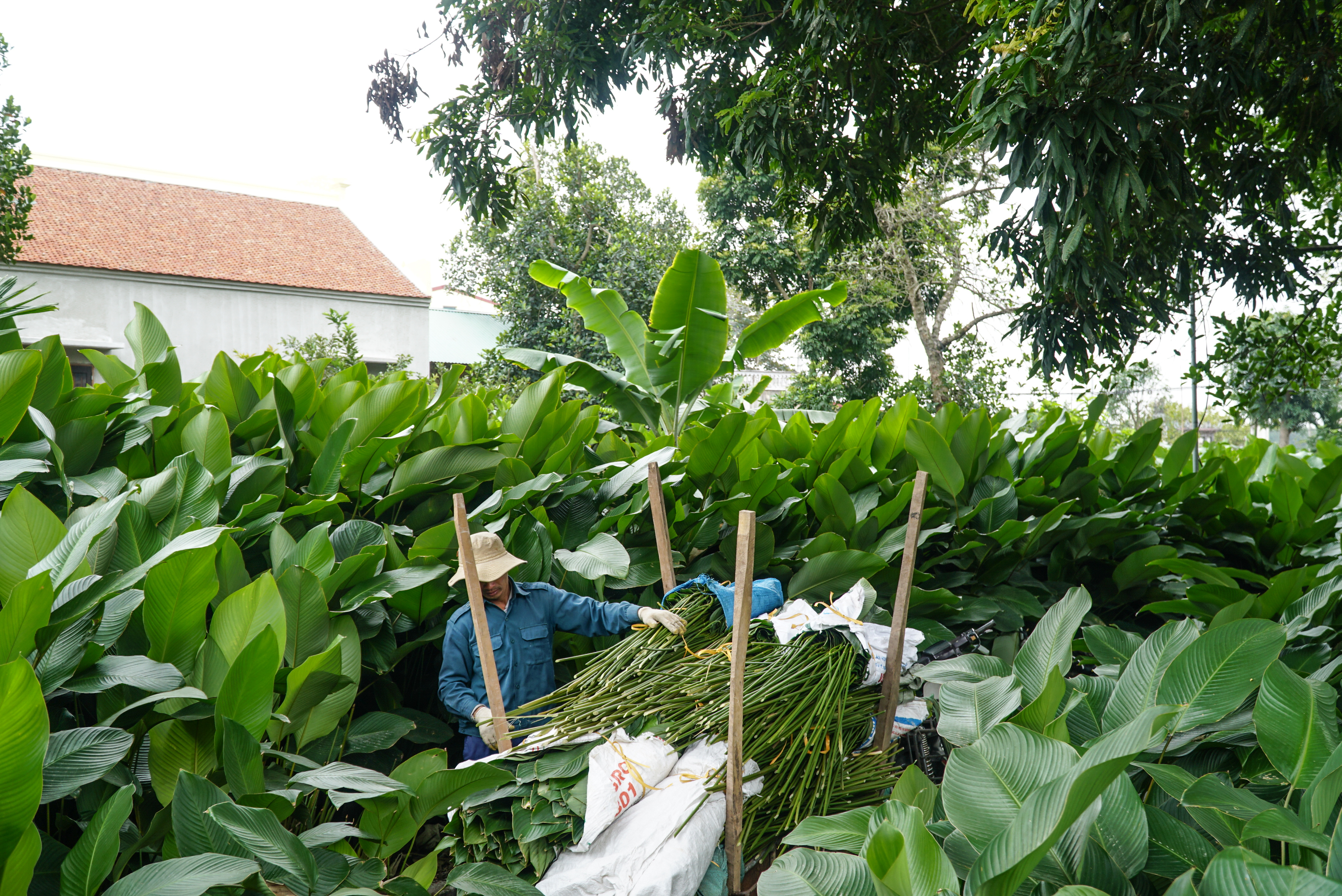 Hanoi villagers harvest ‘dong’ leaves for tasty Tet holiday treats