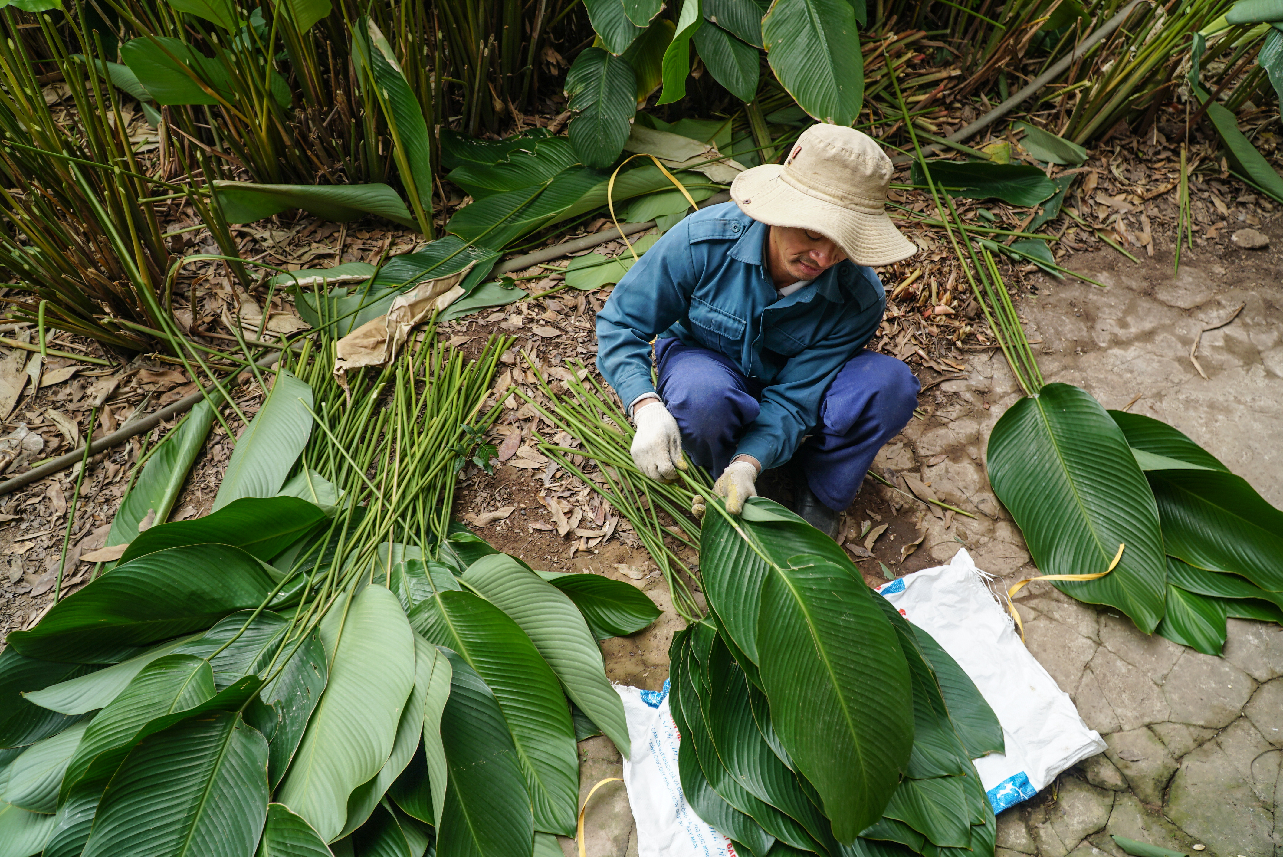 A farmer arranges ‘dong’ leaves by size in Trang Cat Village, Thanh Oai District, Hanoi. Photo: Nguyen Hien / Tuoi Tre