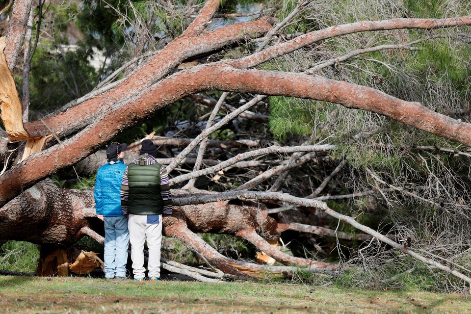 Residents look at a tree that fell in high winds during a winter storm in Sacramento, California, U.S. January 8, 2023. REUTERS/Fred Greaves