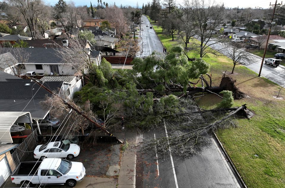 A drone view of a tree that fell during a winter storm with high winds in Sacramento, California, U.S. January 8, 2023. REUTERS/Fred Greaves