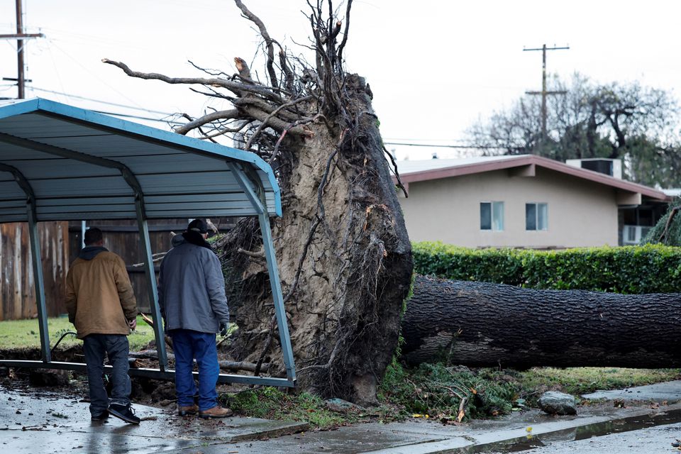 Residents looks at a tree that fell in high winds during a winter storm in West Sacramento, California, U.S. January 8, 2023. REUTERS/Fred Greaves