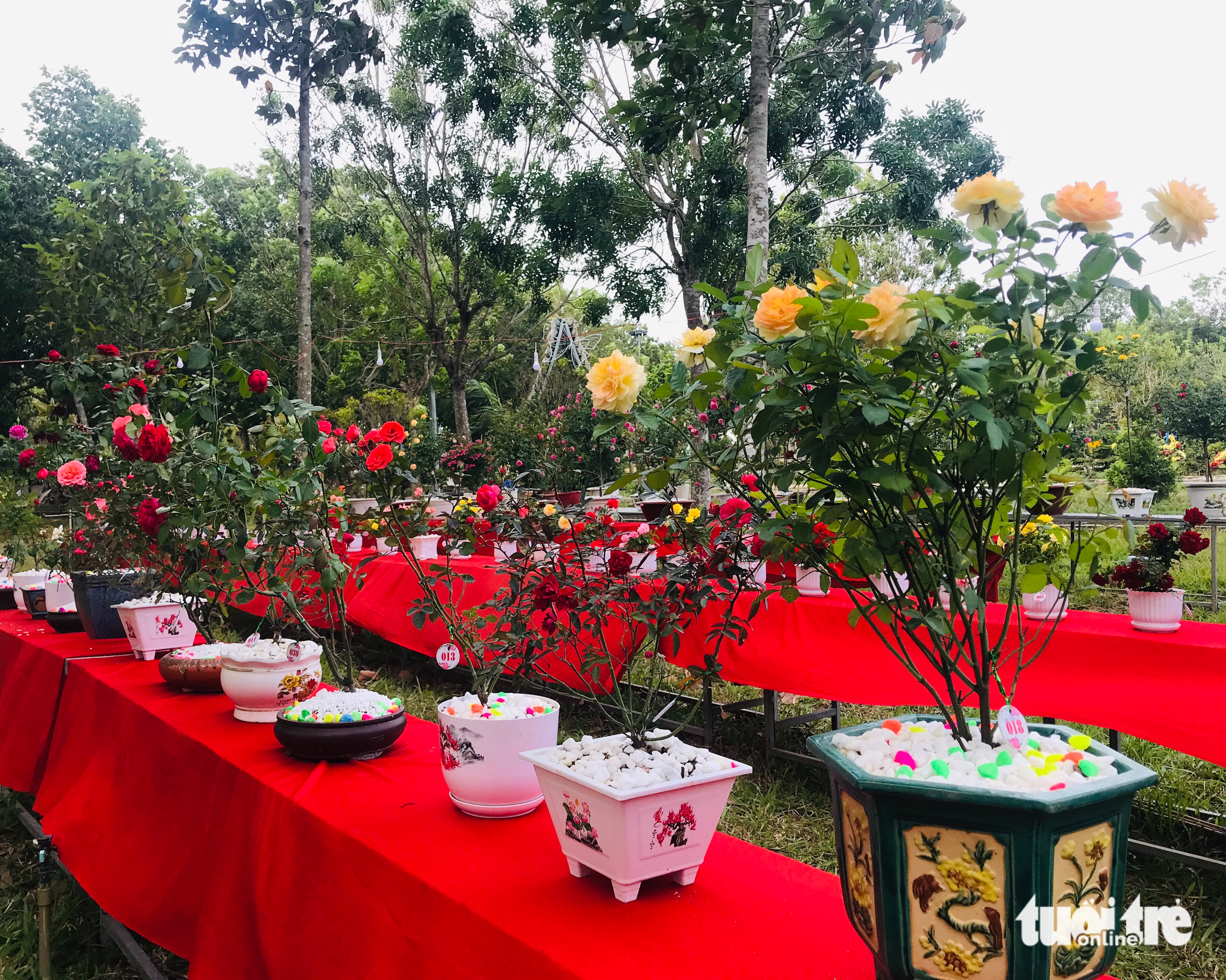 Pots of roses are on display in Sa Dec City, Dong Thap Province, Vietnam. Photo: Dang Tuyet / Tuoi Tre