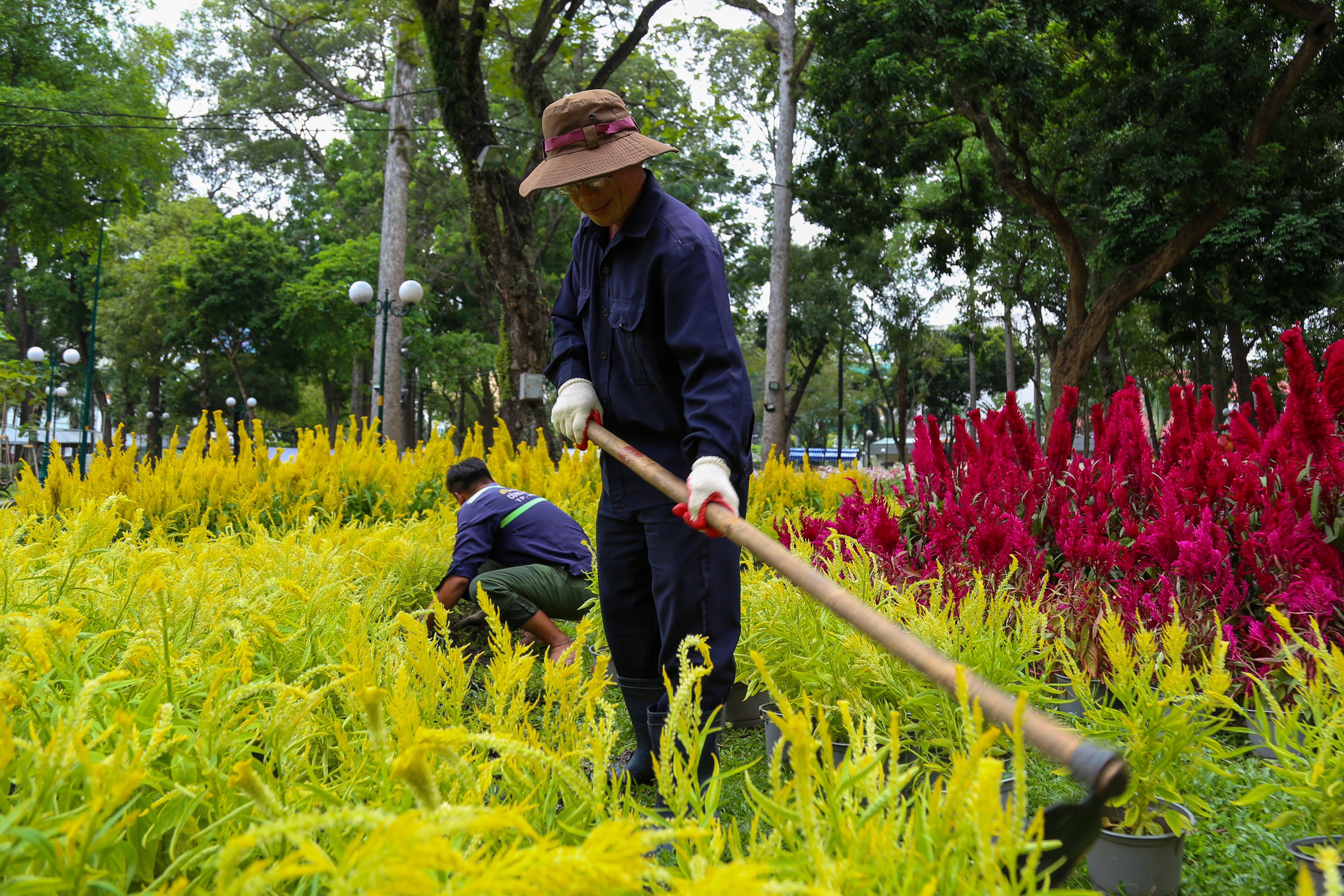 Tran Quoc Viet tills the soil of the plumed cockscomb garden at the Spring Flower Festival 2023 in Tao Dan Park in District 1, Ho Chi Minh City, January 11, 2023. Photo: Tuoi Tre