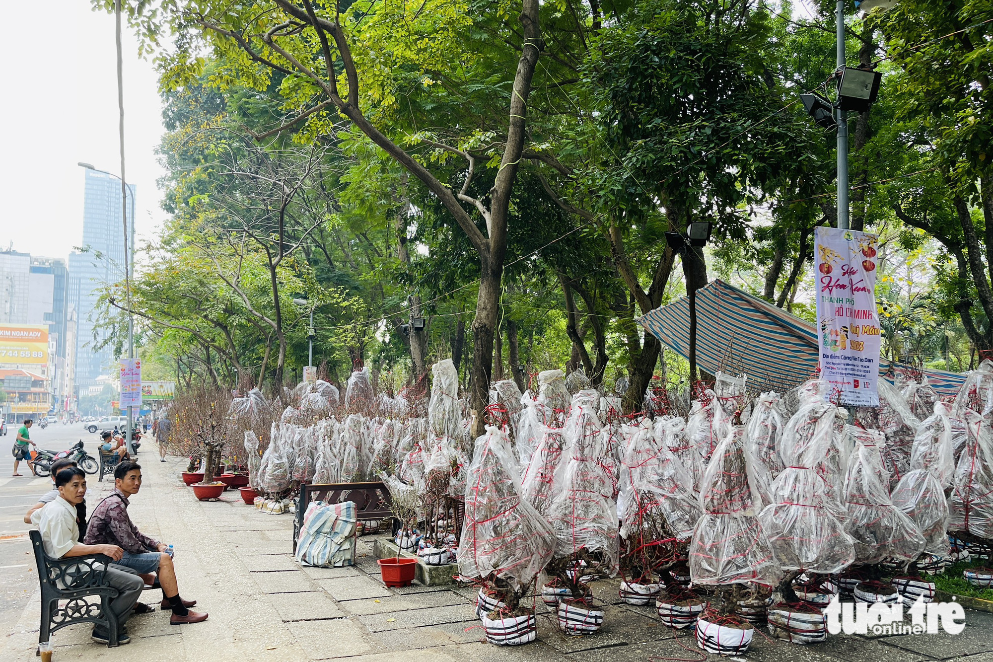 Peach blossom trees are sold at a flower market at 23/9 Park, District 1, Ho Chi Minh City. Photo: Le Phan / Tuoi Tre