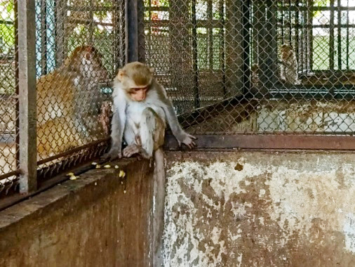 After being anesthetized, the monkey is brought to the Cu Chi Wildlife Rescue Station in the namesake district of Ho Chi Minh City for further care. The monkey’s health has been stable. Photo: Local administration