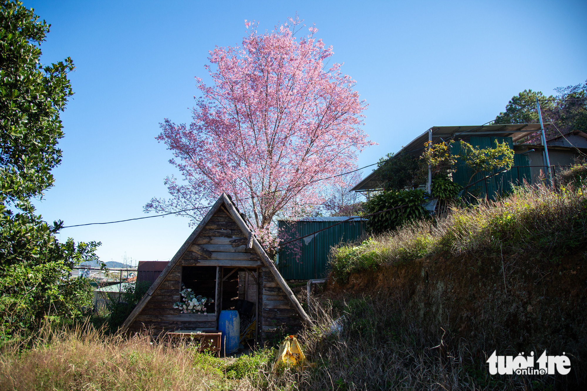 A blooming apricot tree by a wooden house in Da Lat City, Lam Dong Province, Vietnam. Photo: Tuoi Tre