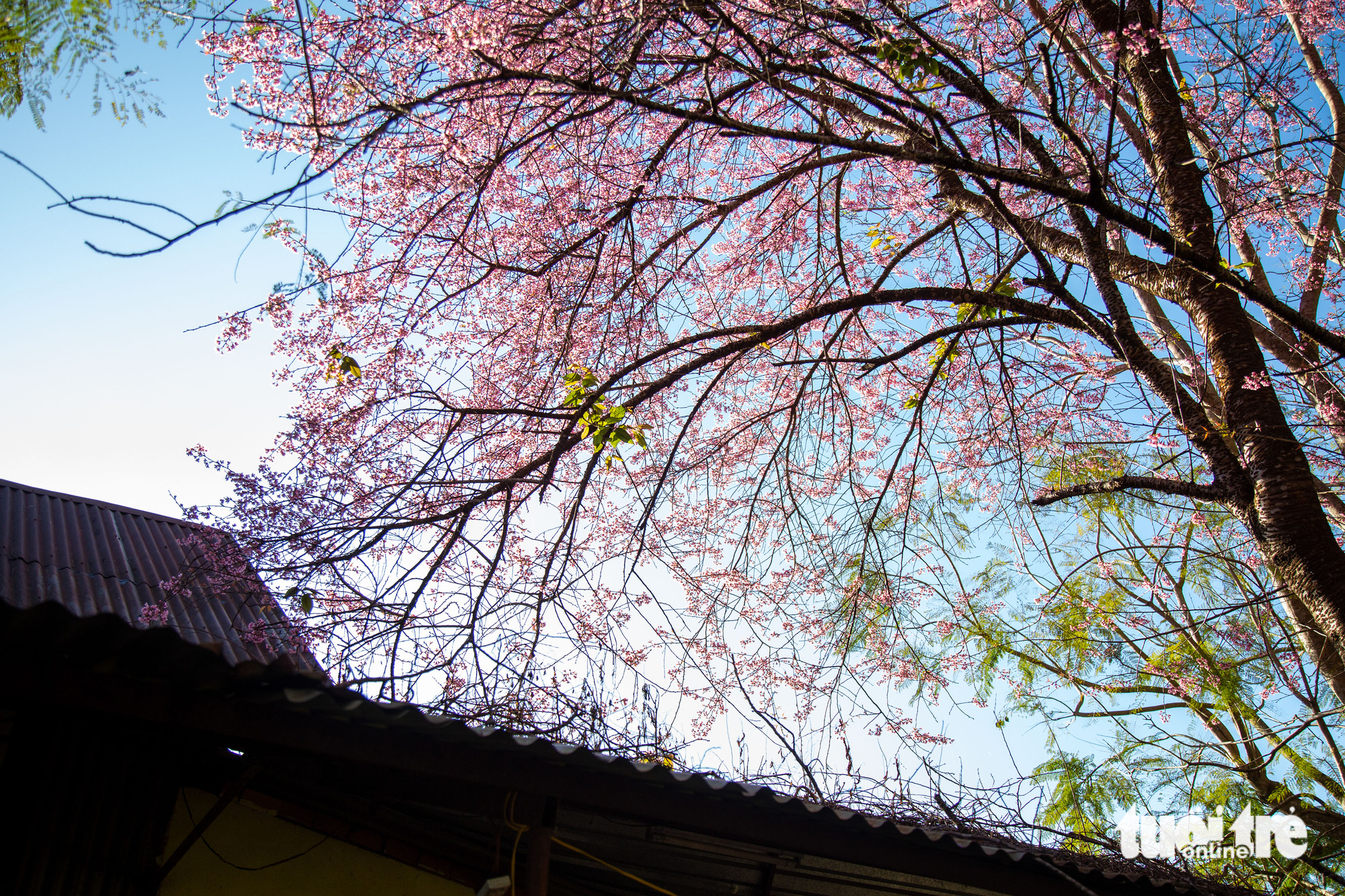 Blooming apricot trees above the roof of a house in Da Lat City, Lam Dong Province, Vietnam. Photo: Tuoi Tre