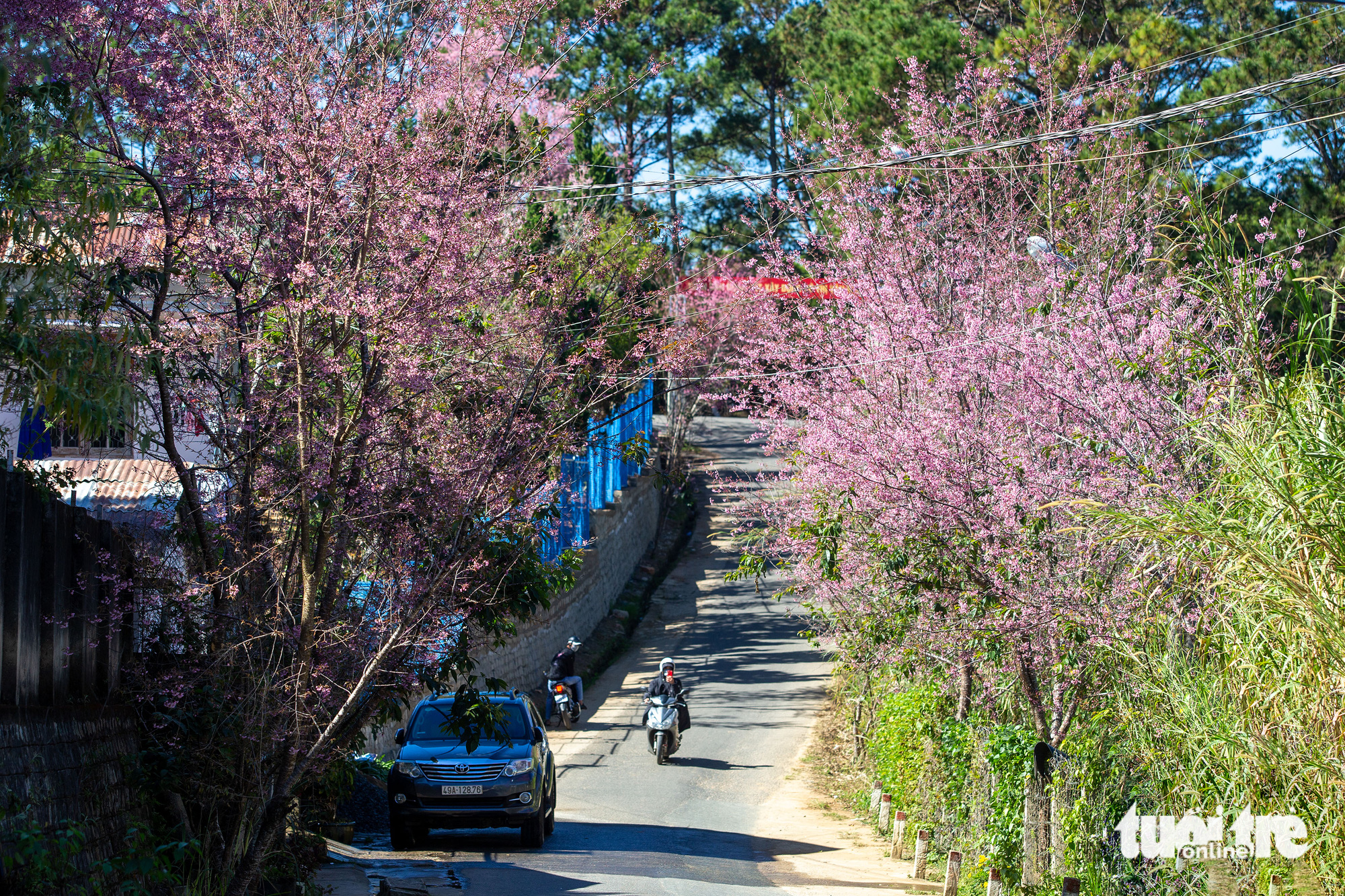 Blooming apricot trees along a street in Da Lat City, Lam Dong Province, Vietnam. Photo: Tuoi Tre
