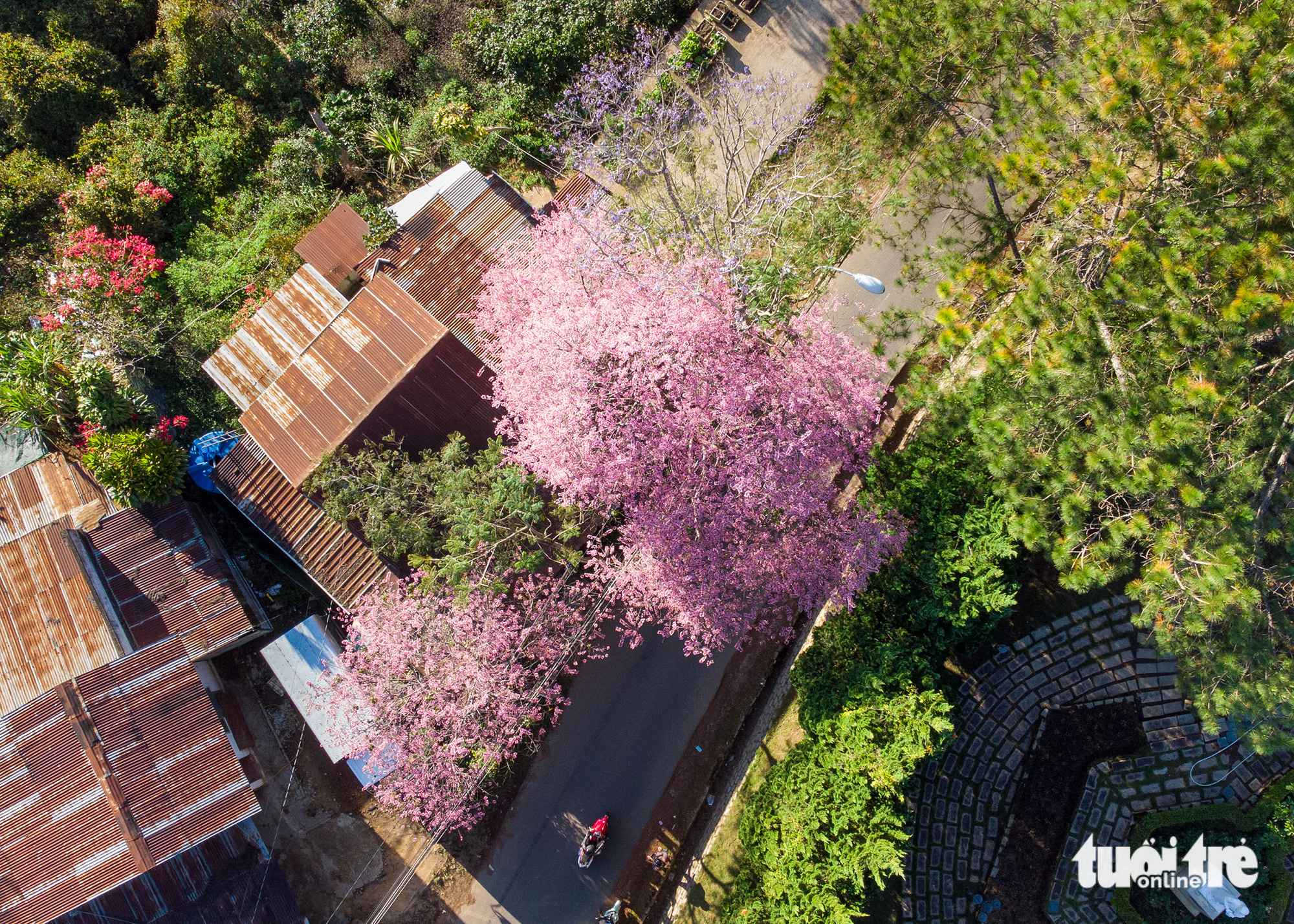 A bird’s-eye view of a blooming apricot tree in Da Lat City, Lam Dong Province, Vietnam. Photo: Tuoi Tre