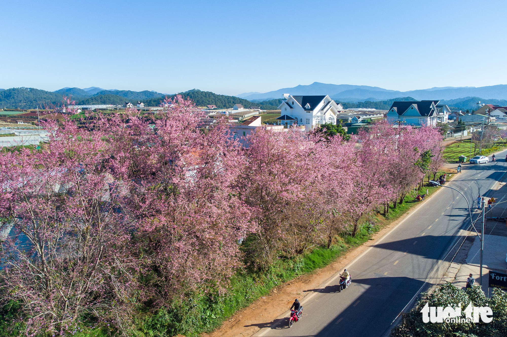 Blooming apricot trees along a street in Da Lat City, Lam Dong Province, Vietnam. Photo: Tuoi Tre