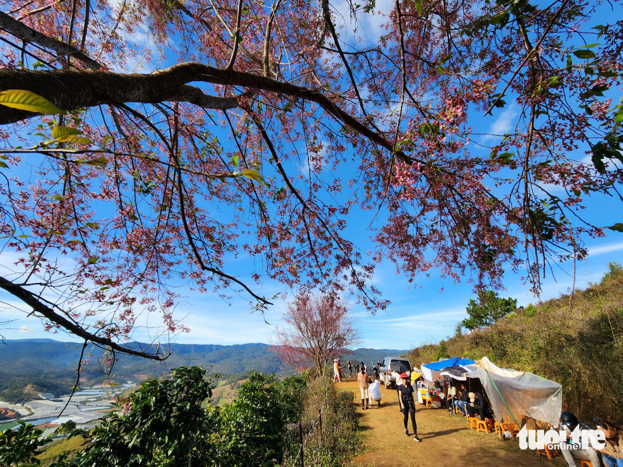 Visitors come to Lang Biang Mountain to watch blooming apricot trees in Da Lat City, Lam Dong Province, Vietnam. Photo: Tuoi Tre