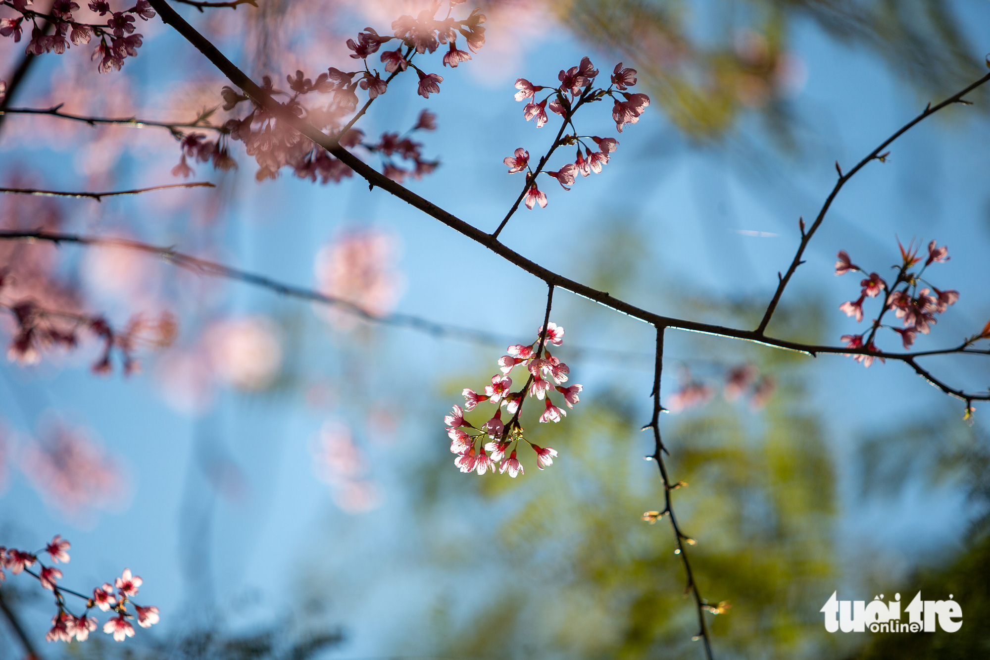 A close-up photo of cherry-like apricot blossoms in Da Lat City, Lam Dong Province, Vietnam. Photo: Tuoi Tre
