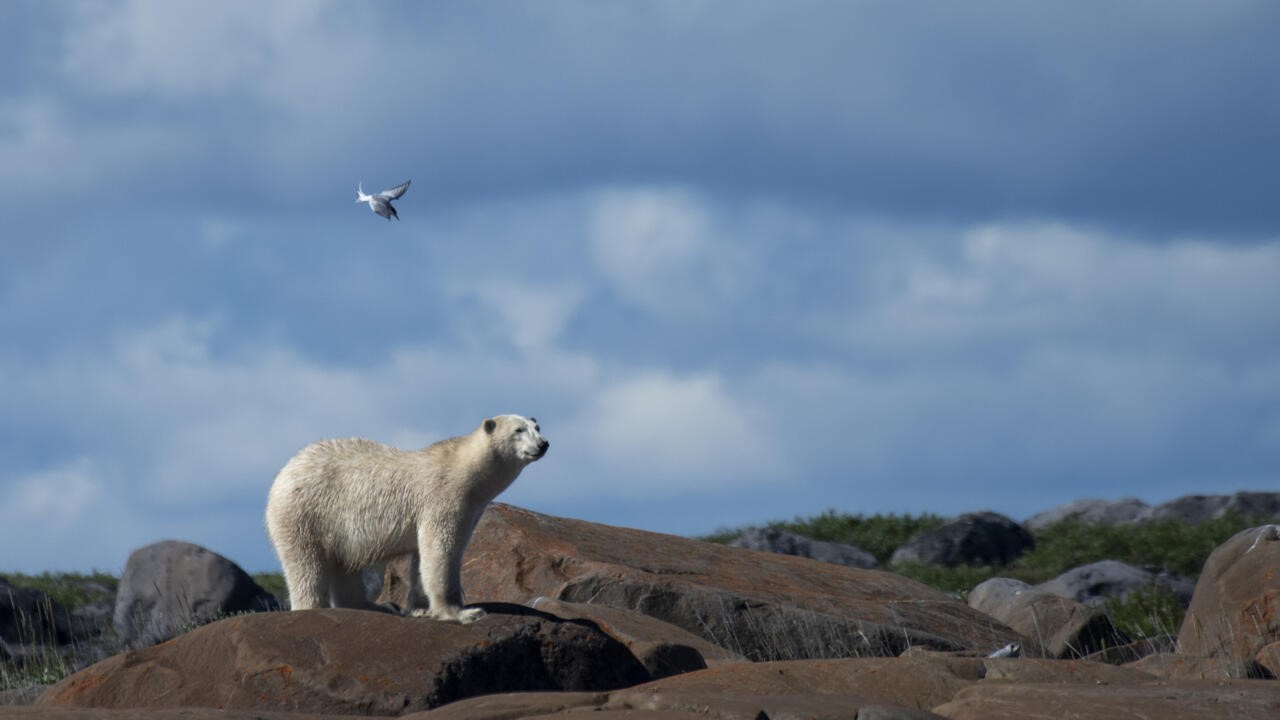 Polar bear kills woman and baby in remote Alaskan village