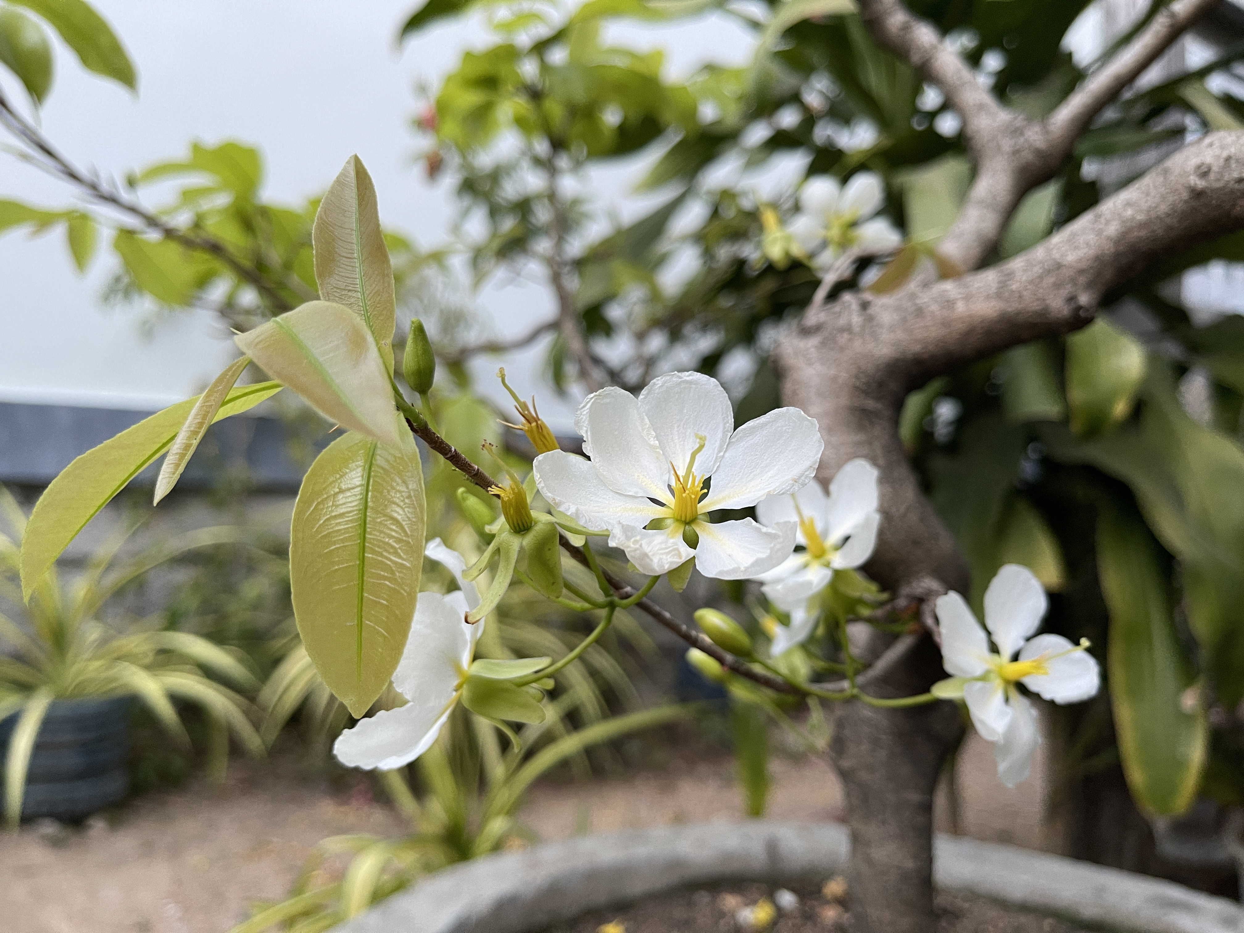 White apricot blossoms are blooming in this illustration photo. Photo: Dong Nguyen / Tuoi Tre News