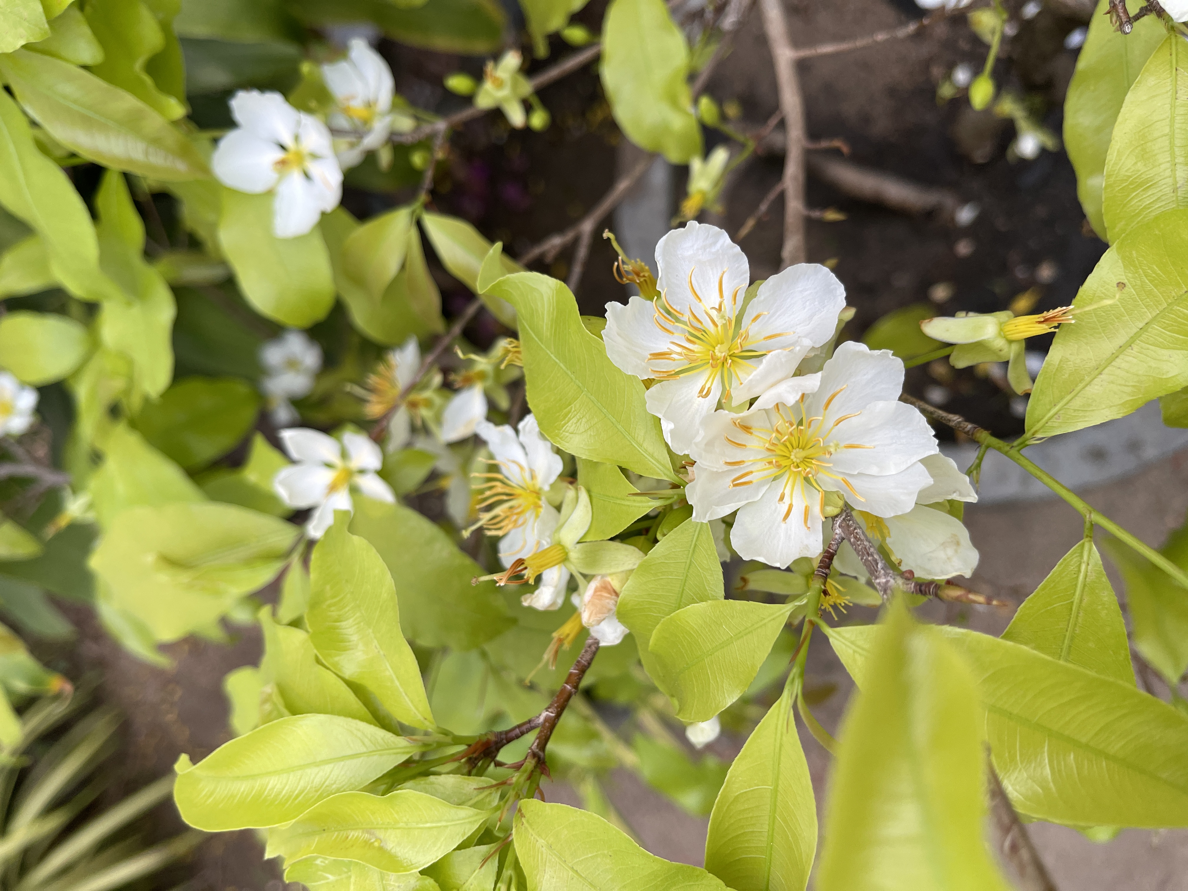 White apricot blossoms are blooming in this illustration photo. Photo: Dong Nguyen / Tuoi Tre News