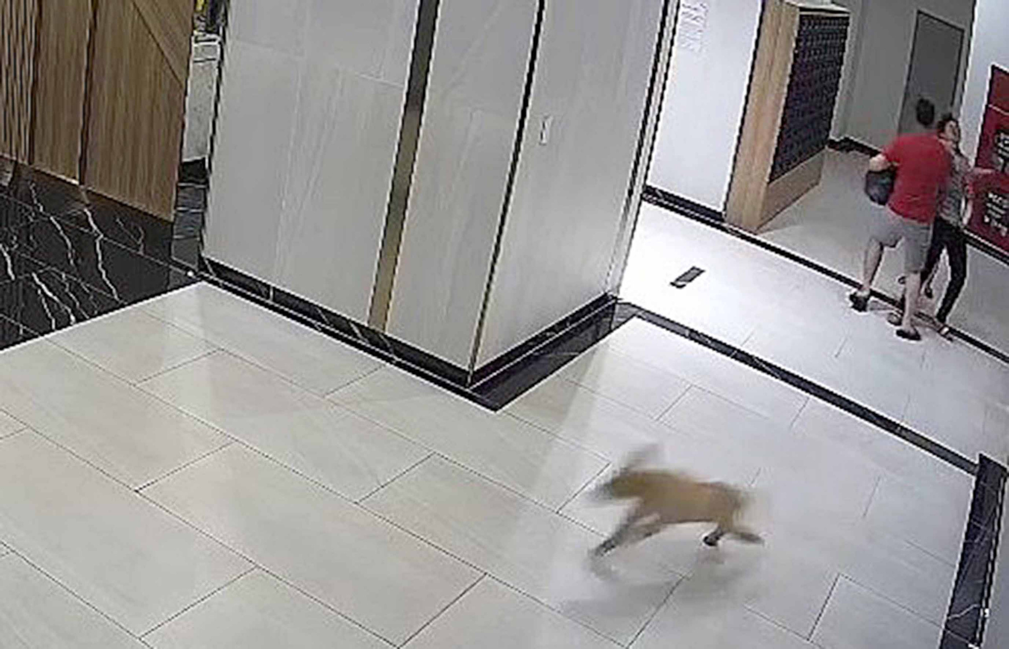 Man punched protecting his son from dog at Ho Chi Minh City apartment building