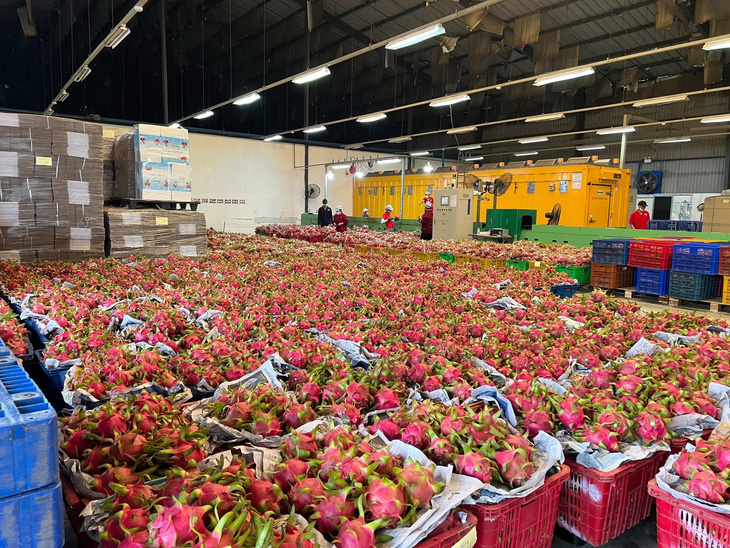 Vietnam dragon fruit exports to Japan impeded by new regulations