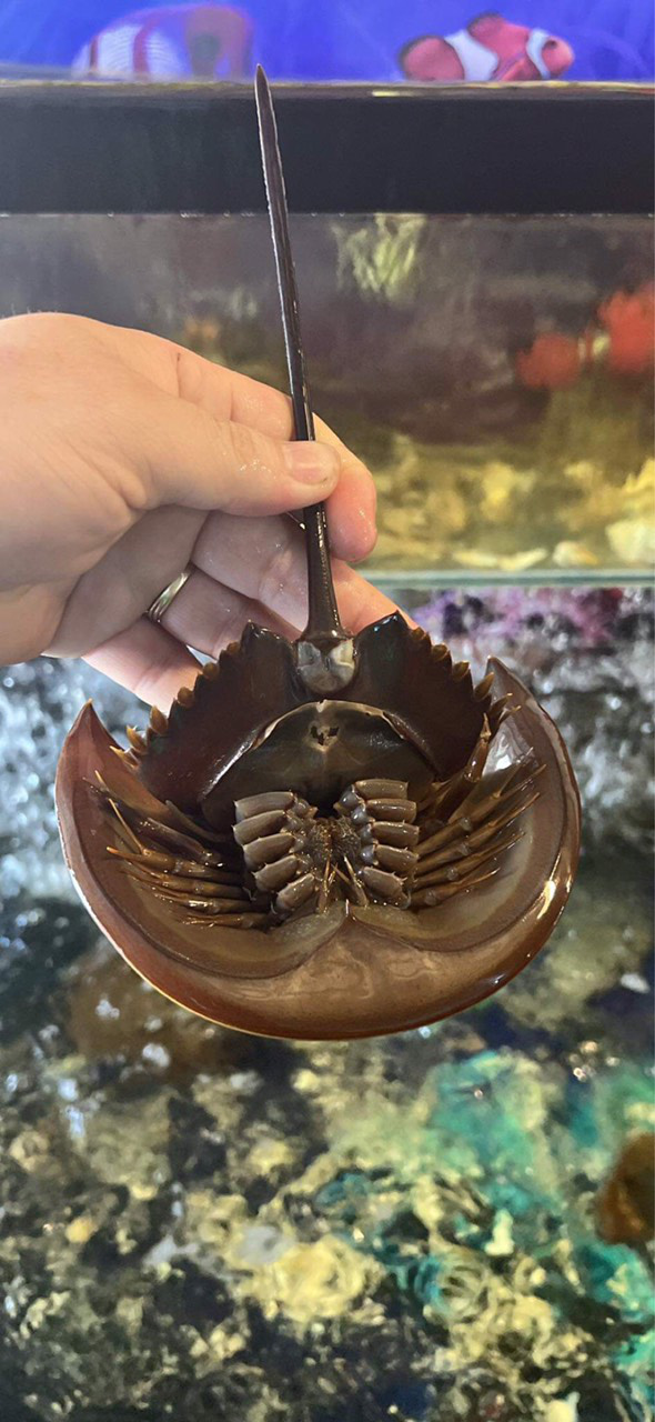 This supplied photo shows a sea species suspected to be a mangrove horseshoe crab (Carcinoscorpius rotundicauda) that was misidentified by a restaurant as a horseshoe crab (Tachypleus tridentatus) in Ninh Hoa Town, Khanh Hoa Province, Vietnam.