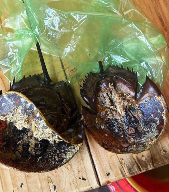 3 hospitalized after allegedly eating lethal horseshoe crab in south-central Vietnam