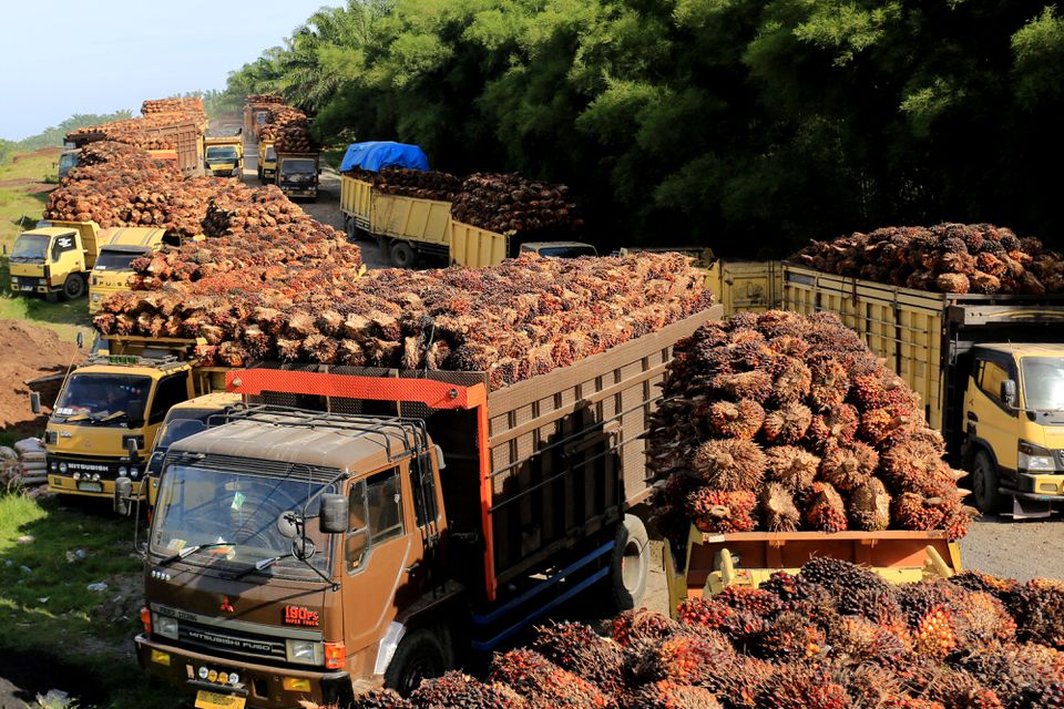 Indonesia to suspend some palm oil export permits: officials