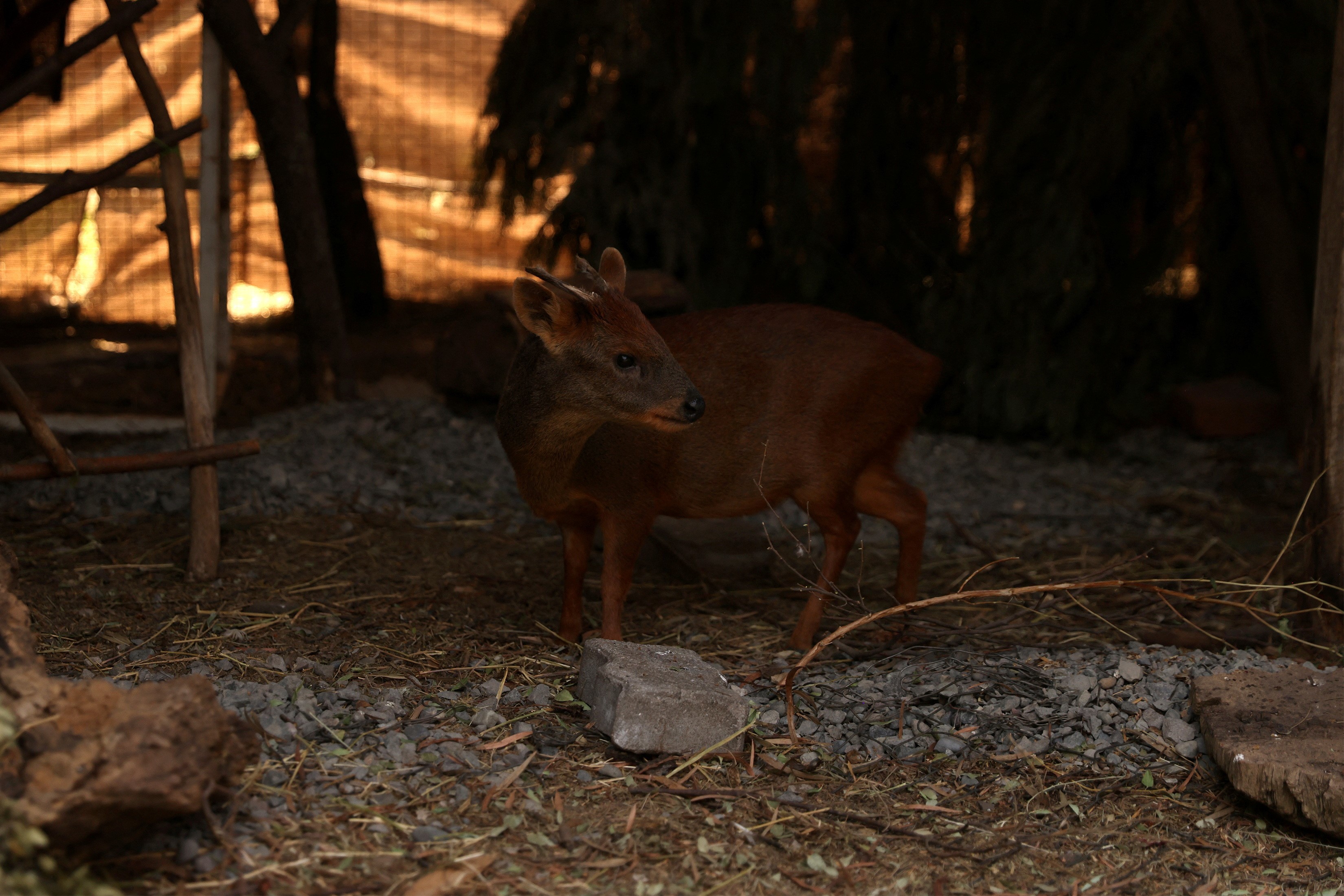 A Pudu, the world's smallest deer, rescued from a wildfire, is seen at a wildlife rehabilitation center of Concepcion University, as wildfires continue in the central-southern zone of Chile, in Chillan, Chile, February 8, 2023. Photo: Reuters