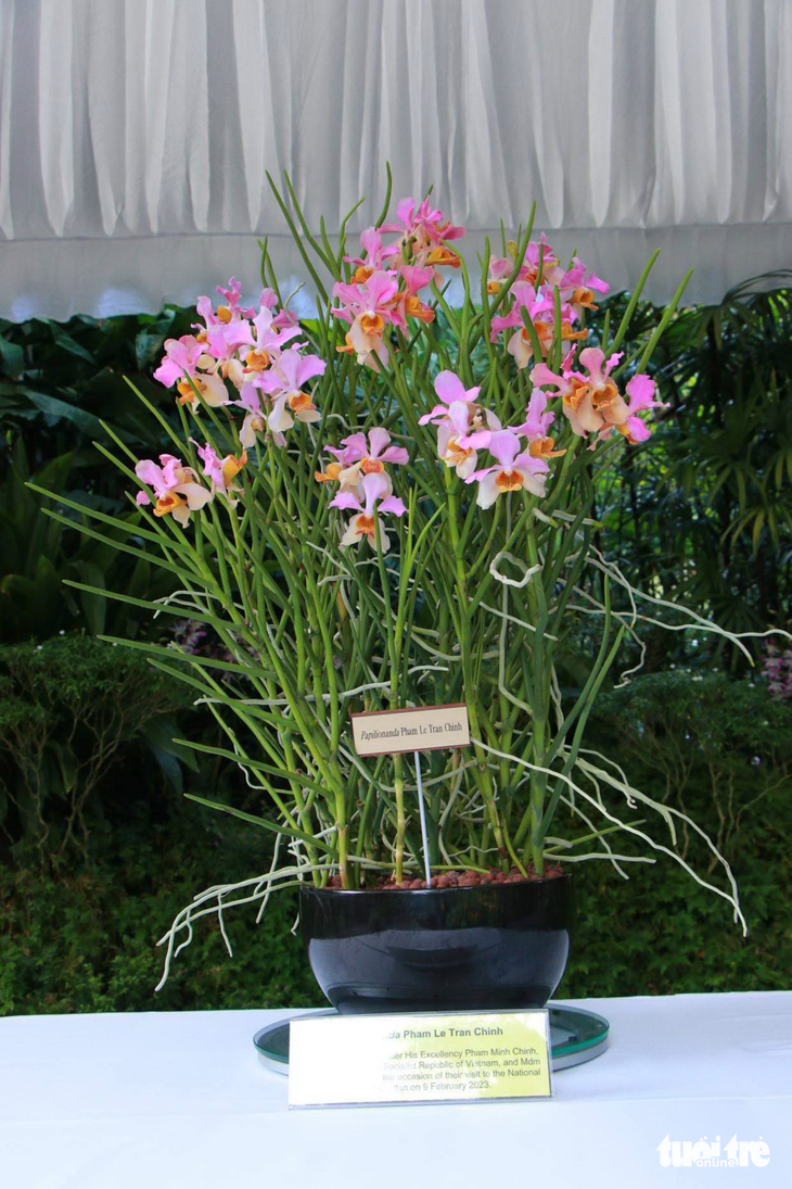 A pot of Papilionanda Pham Le Tran Chinh, a new orchid hybrid species that was named after Vietnamese Prime Minister Pham Minh Chinh and his wife, Le Thi Bich Tran, at the National Orchids Garden in Singapore on February 9, 2023. Photo: Duy Linh / Tuoi Tre