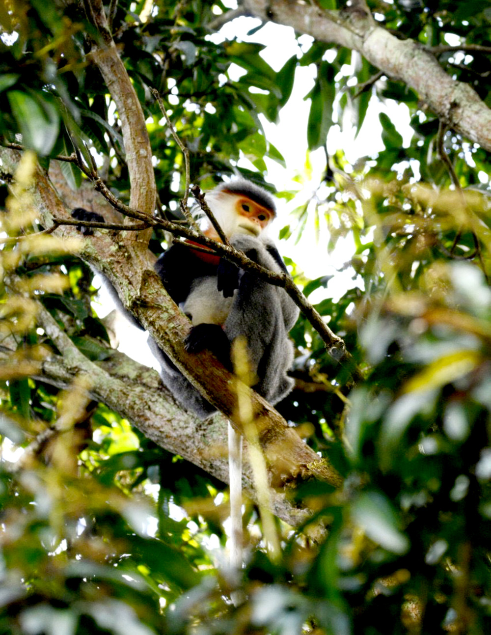 This supplied photo shows an endangered gray-shanked douc langur in Tuy Hoa City, Phu Yen Province, Vietnam. Photo: Handout via Tuoi Tre
