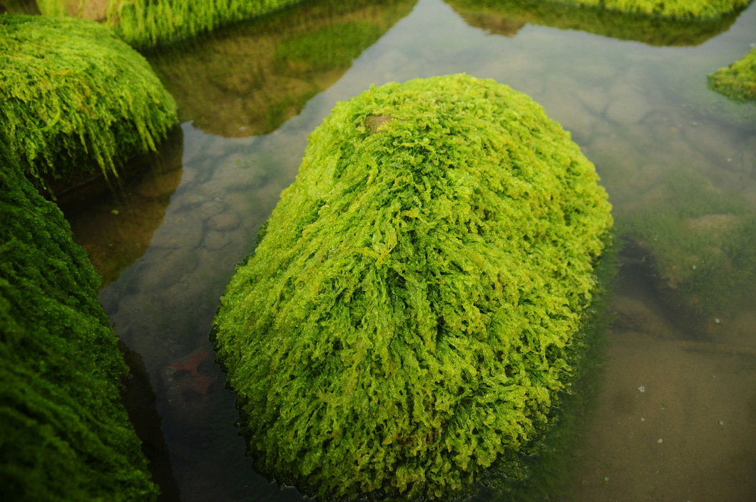 Moss looks like green coats covering the rocks. Photo: B.D. / Tuoi Tre