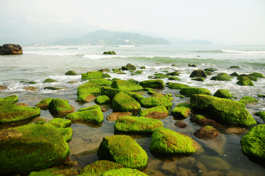 Moss carpets the rocks. Photo: B.D. / Tuoi Tre