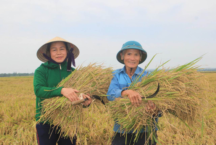 Farmers cultivating organic rice in Quang Tri Province will benefit from the export of rice to Europe. Photo: Quoc Nam / Tuoi Tre