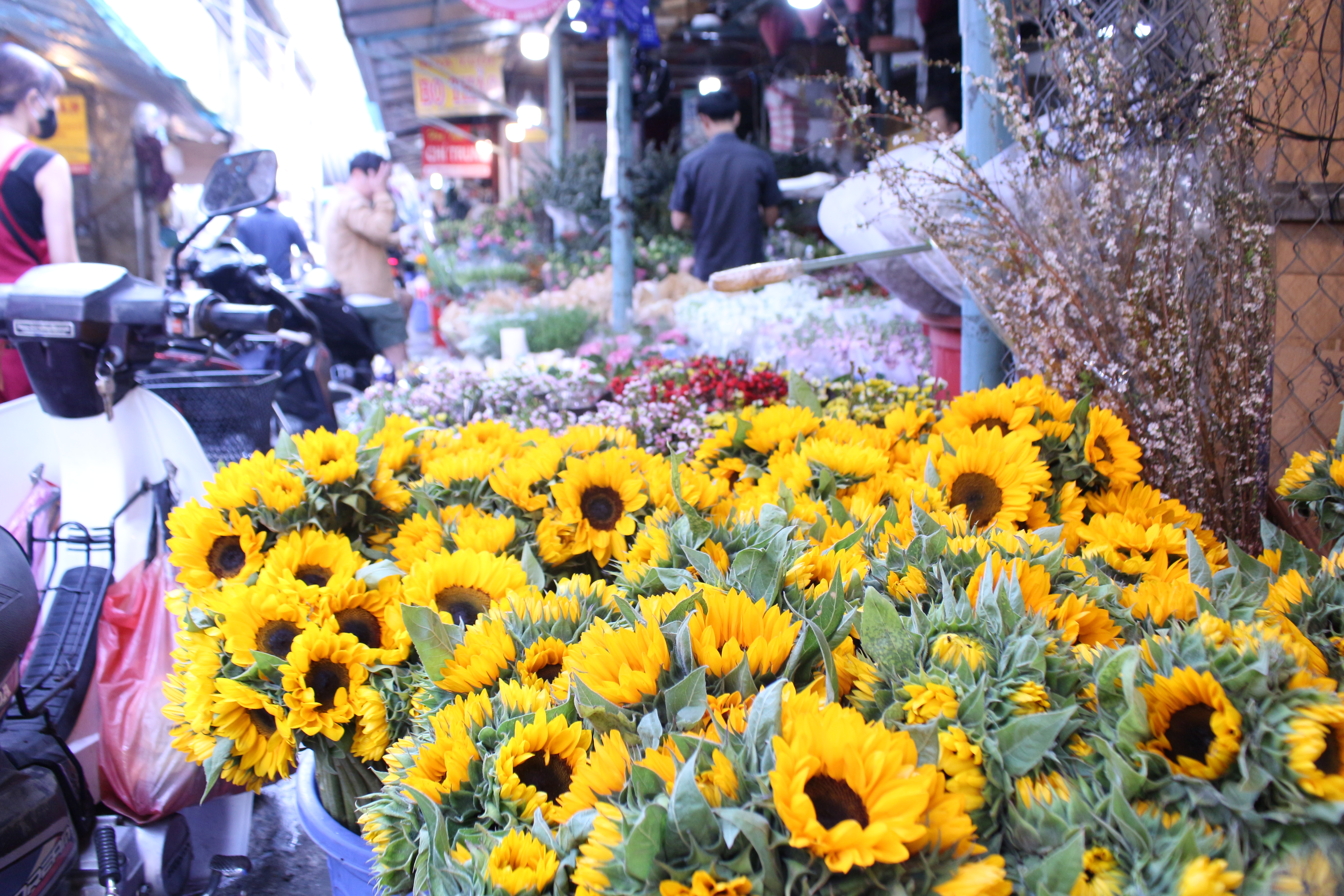 Sunflowers are sold at Ho Thi Ky Market in District 10, Ho Chi Minh City. Photo: Ray Kuschert / Tuoi Tre News