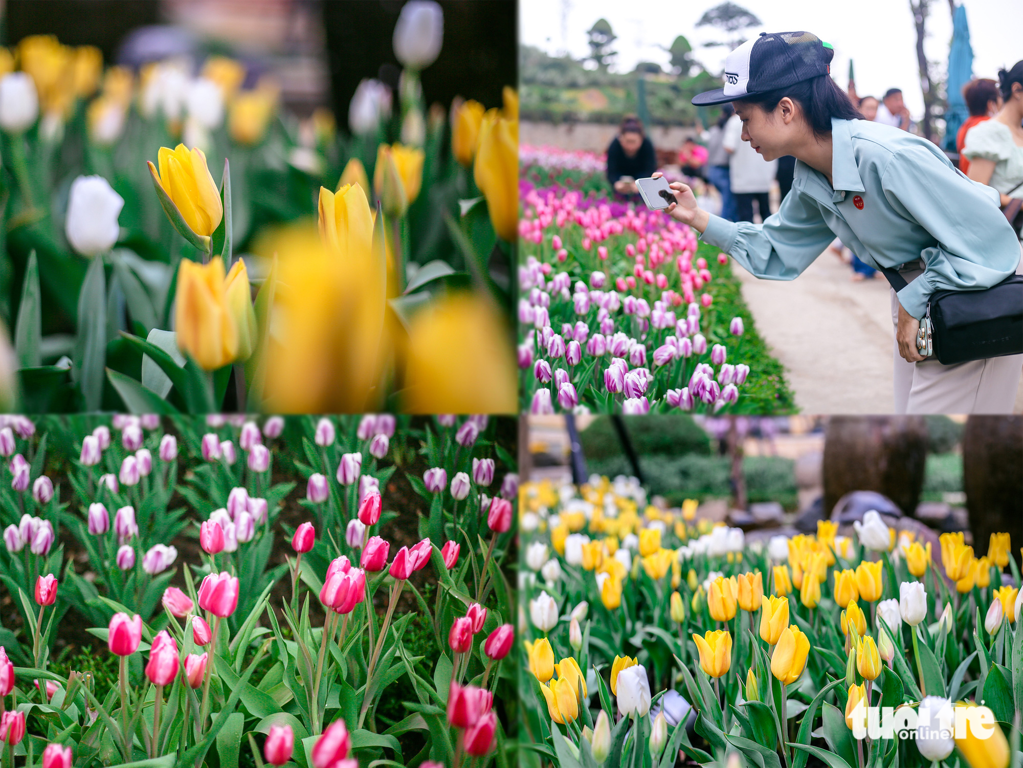 Thirty varieties of tulips show off their beauty at the Ba Den Mountain tourist site in Tay Ninh Province. Photo: Chau Tuan / Tuoi Tre