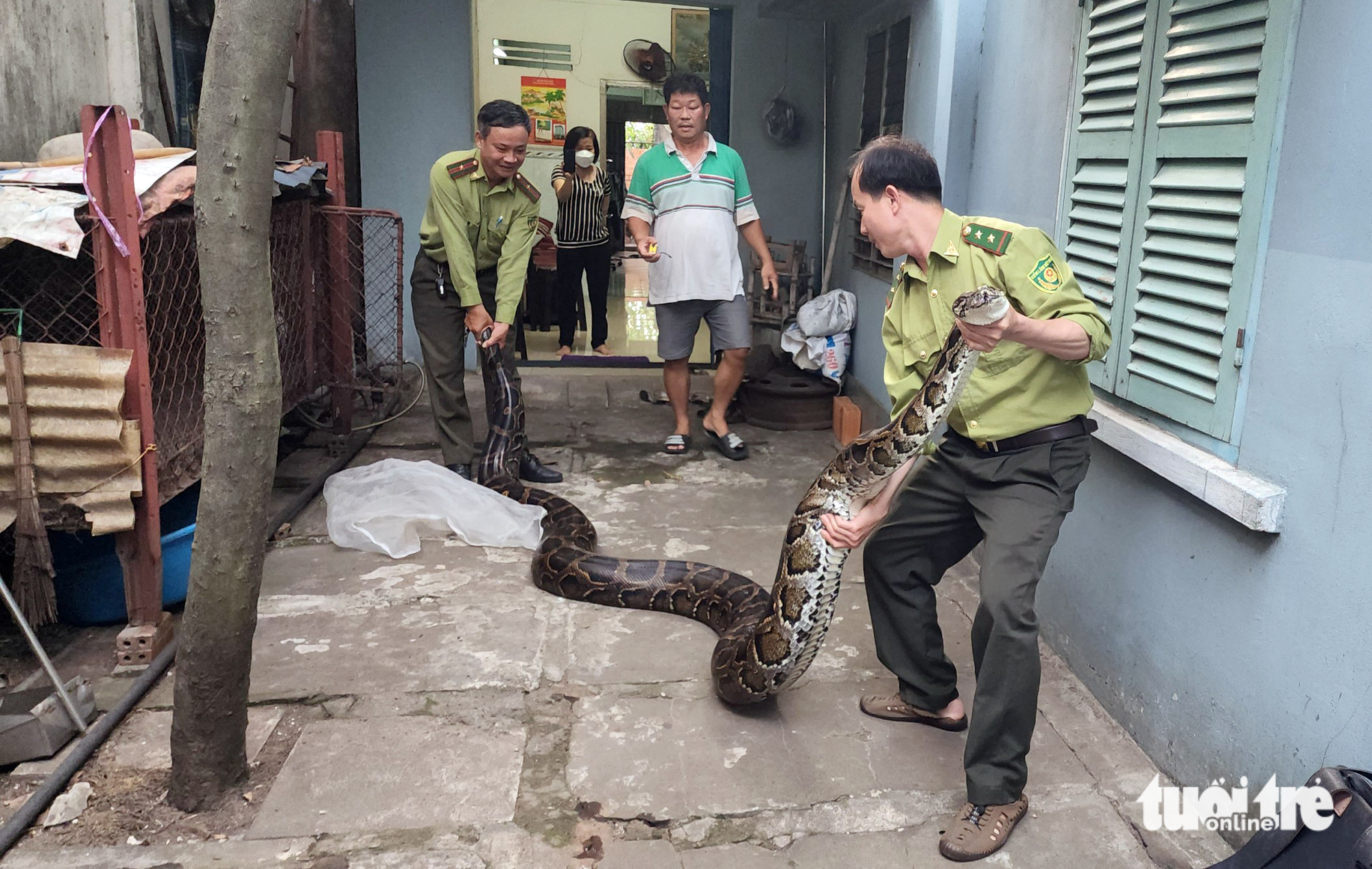 Forest protection officers carry the anesthetized python out of Dang Dinh Quoc's house in Hoc Mon District, Ho Chi Minh City. Photo: Ngoc Khai / Tuoi Tre