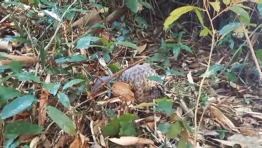 Rare Javan pangolin back to nature after special care in Ho Chi Minh City