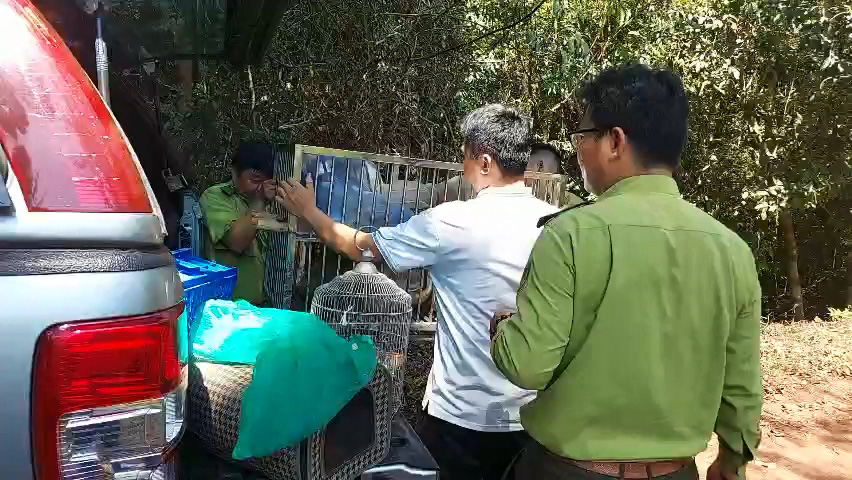 This supplied photo shows wild animals transported in cages from the Cu Chi Wildlife Rescue Station in Cu Chi District, Ho Chi Minh City to the Dong Nai Nature - Culture Reserve in Vinh Cuu District, Dong Nai Province, February 16, 2023.