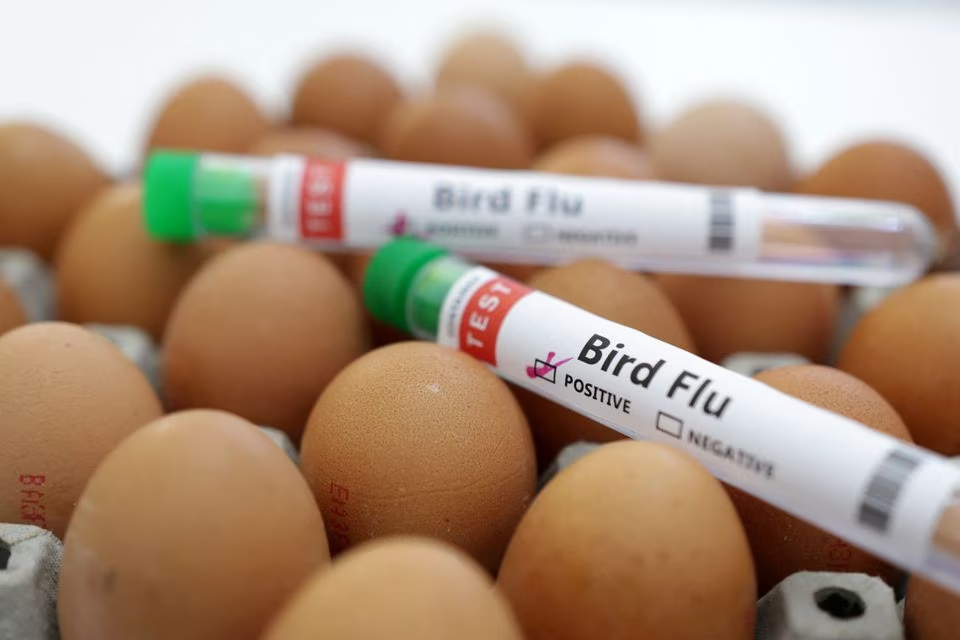 Argentina reports new cases of bird flu in its territory