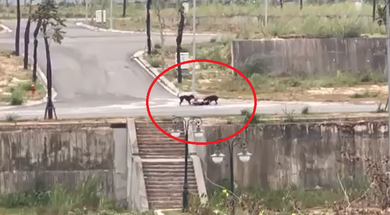 This screenshot taken from a supplied video shows two dogs attacking a man in Lao Cai Province, Vietnam, February 18, 2023.